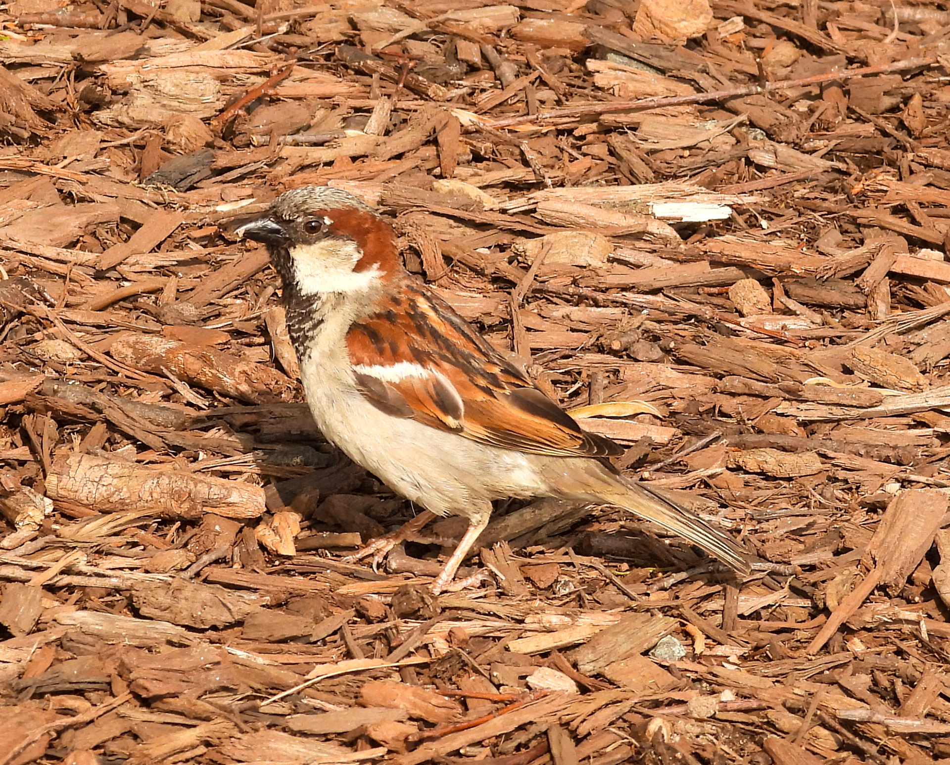 House Sparrow