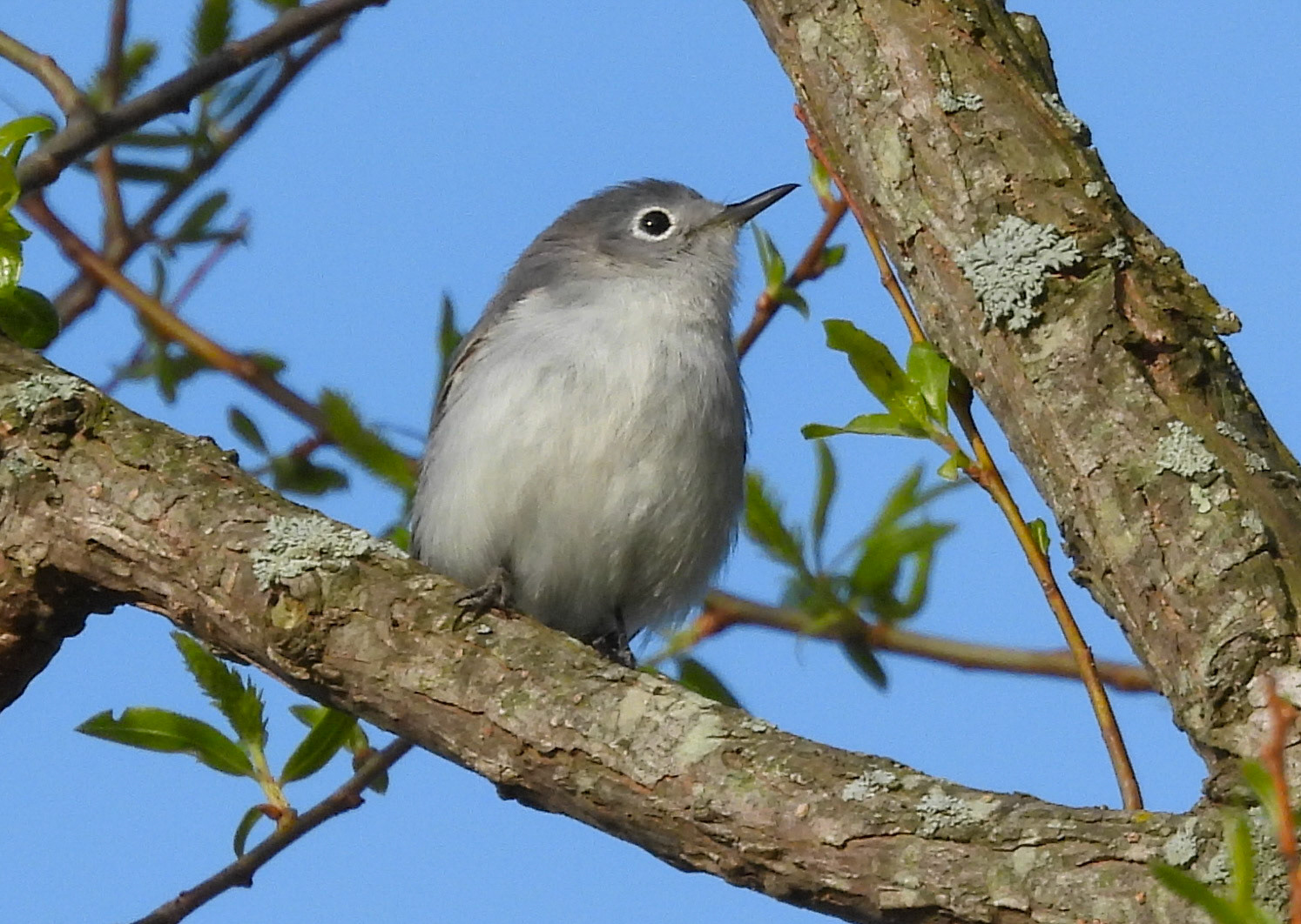 Blue Gray Gnatcatcher