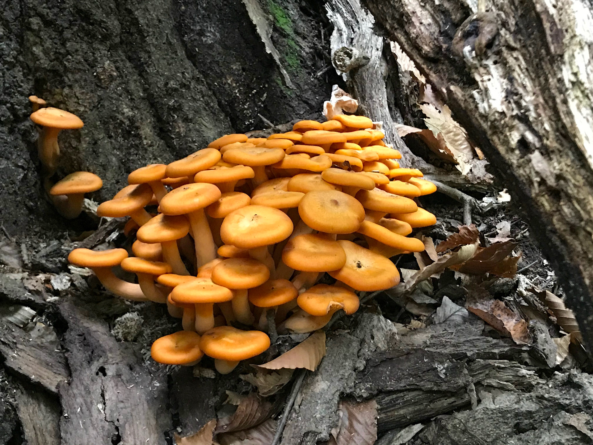 Donaldson Run Park, Arlington, Virginia