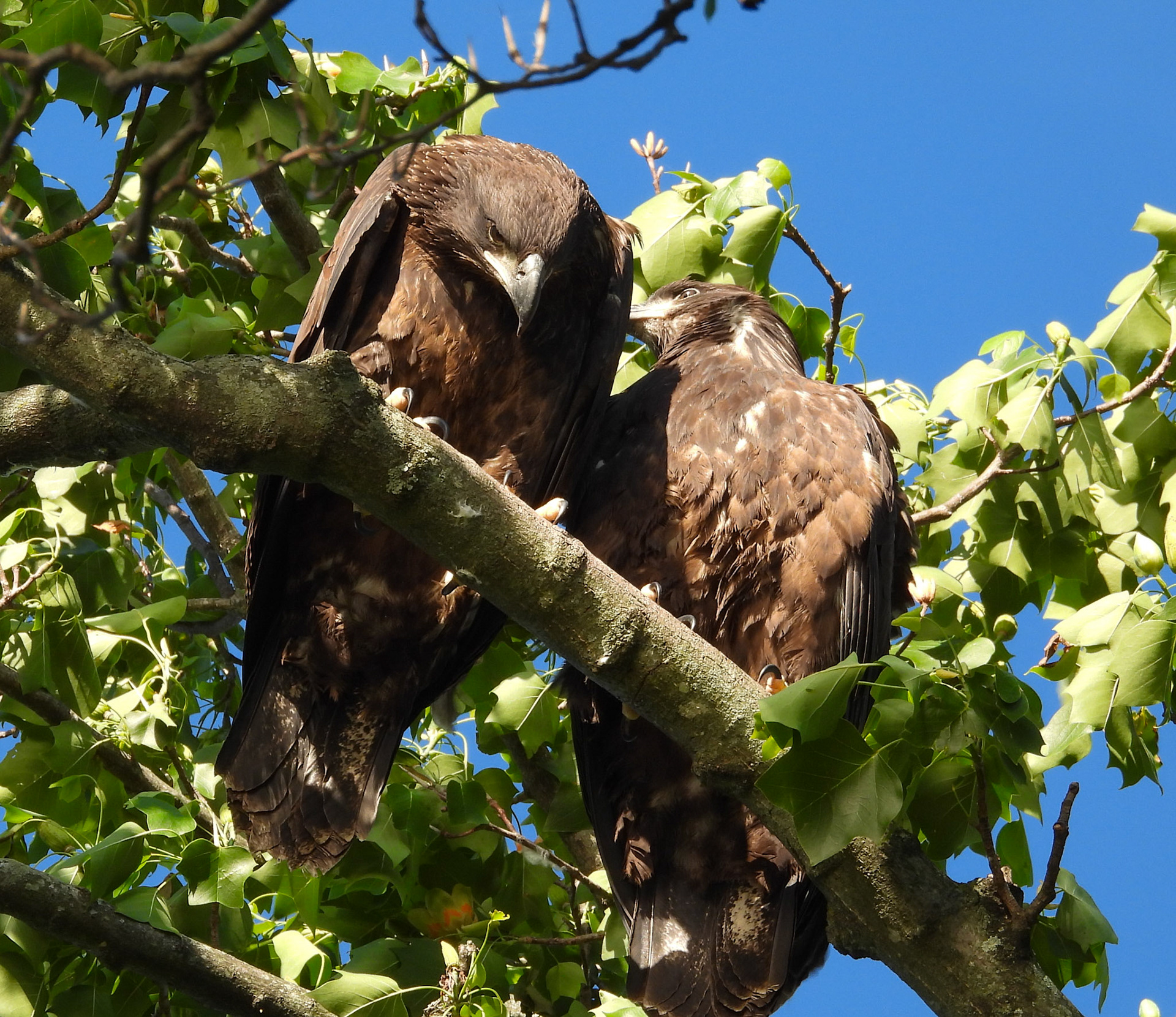 May 20 - Sibling hangout in nearby tree