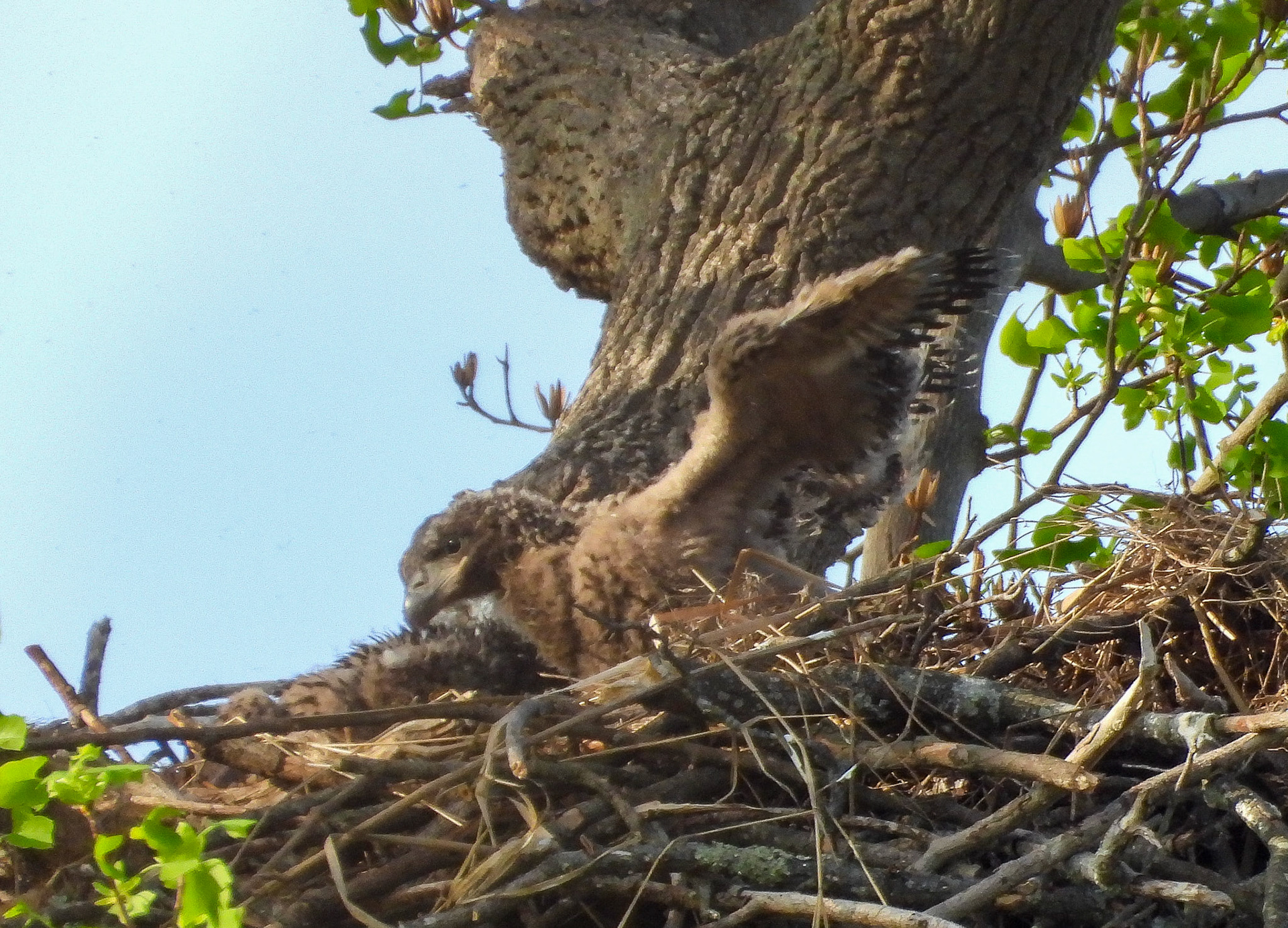 April 5 - Eaglet spreads its wings.