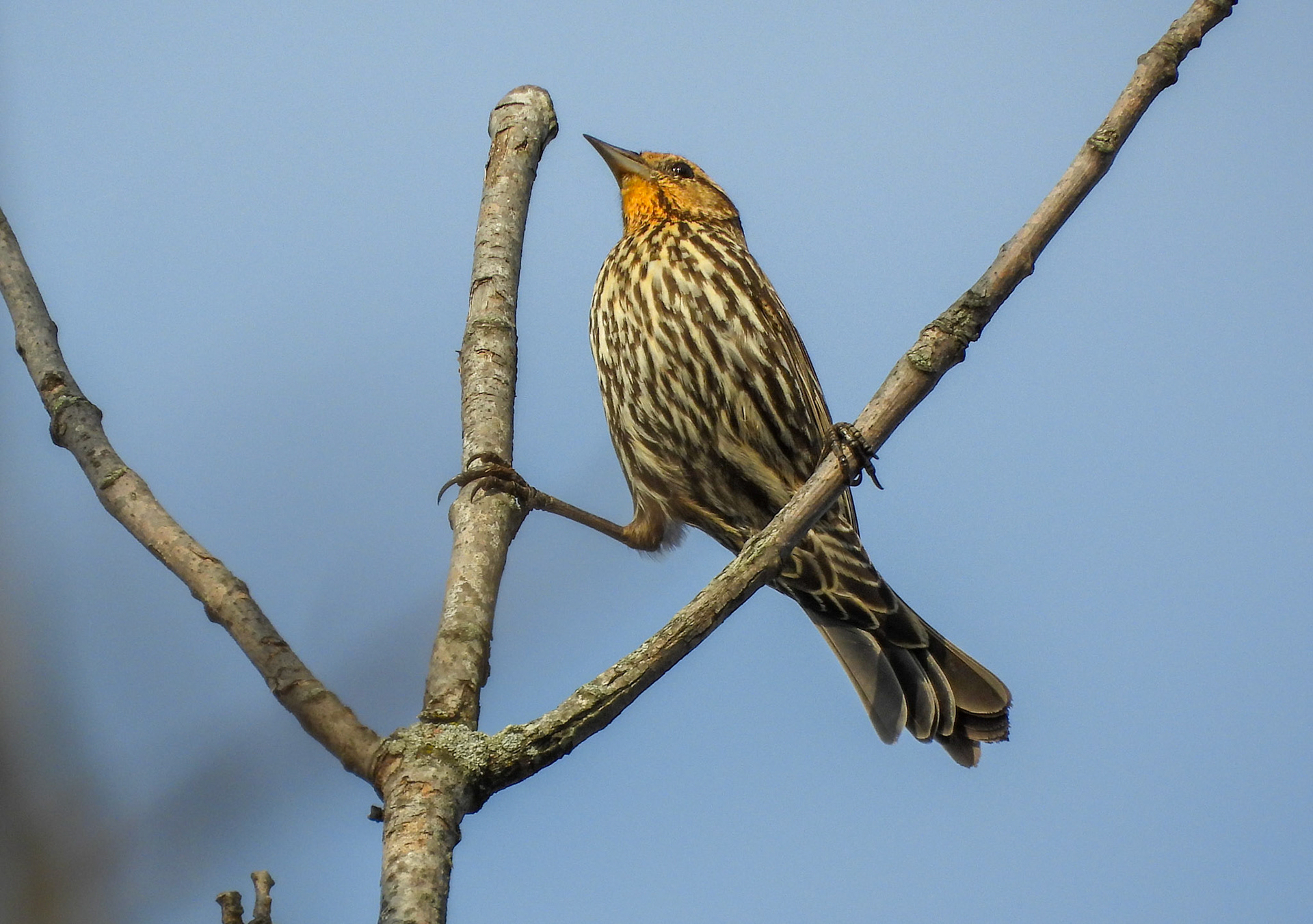 Red Winged Blacbird female