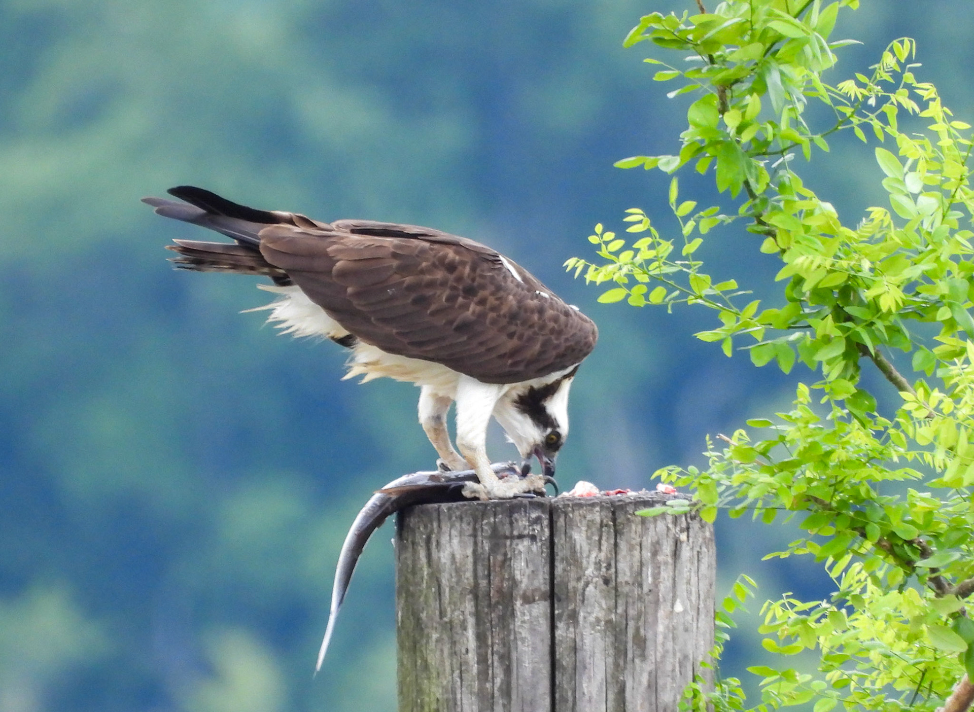 An Osprey carries a freshly caught fish to its "table"...
