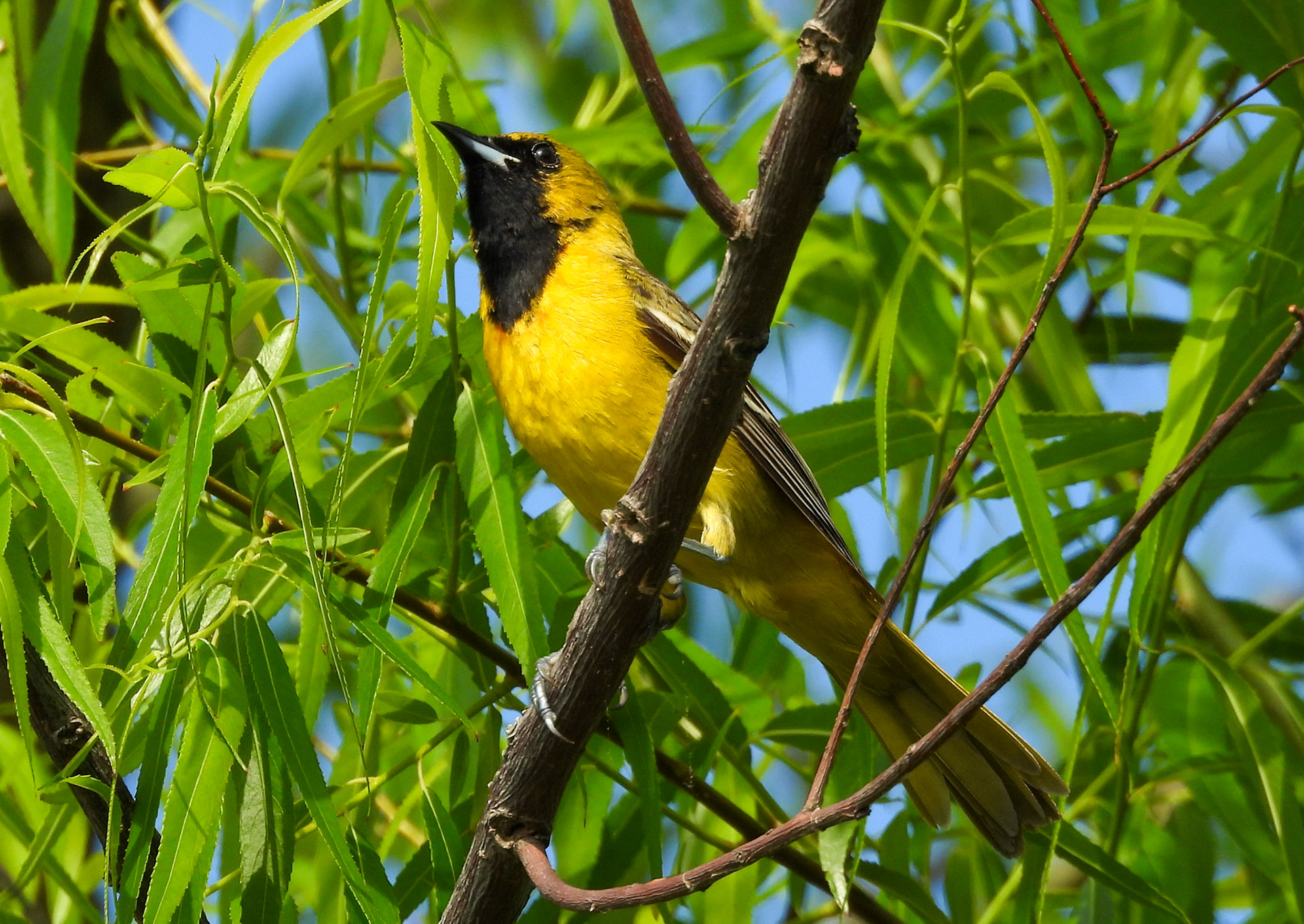 Orchard Oriole (Immature Male).  It will turn a dark orange by maturity.