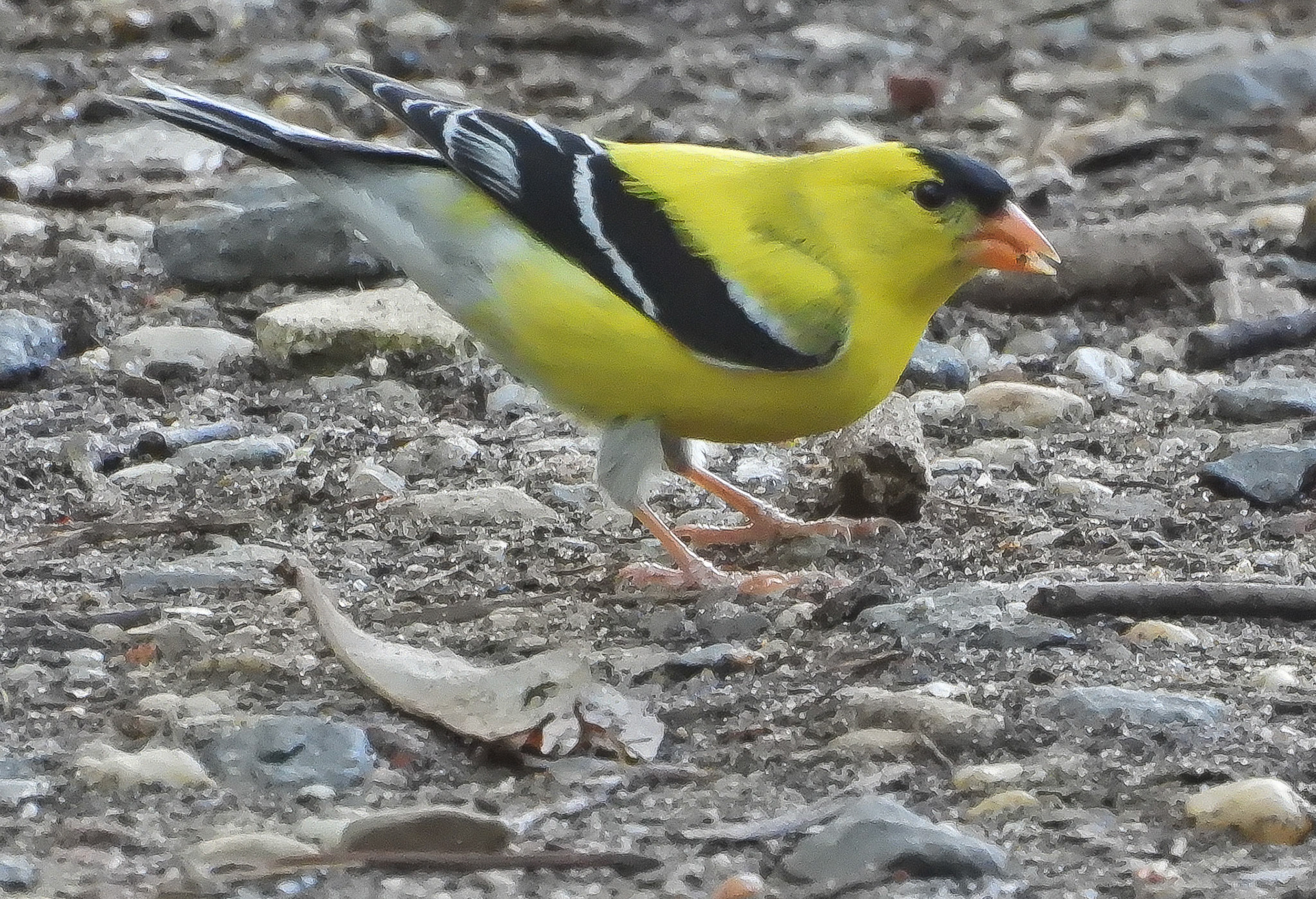 American Goldfinch male in breeding plumage.