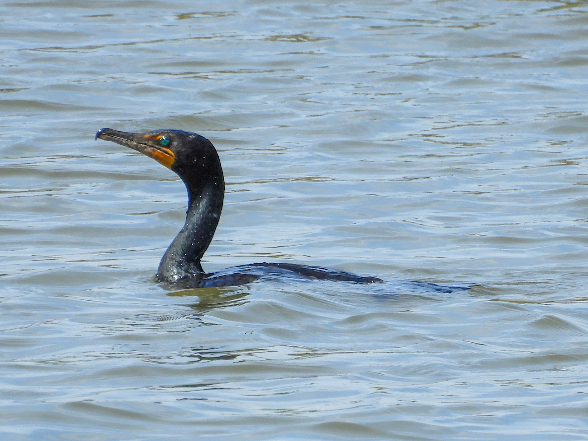 Double-Crested Cormorant