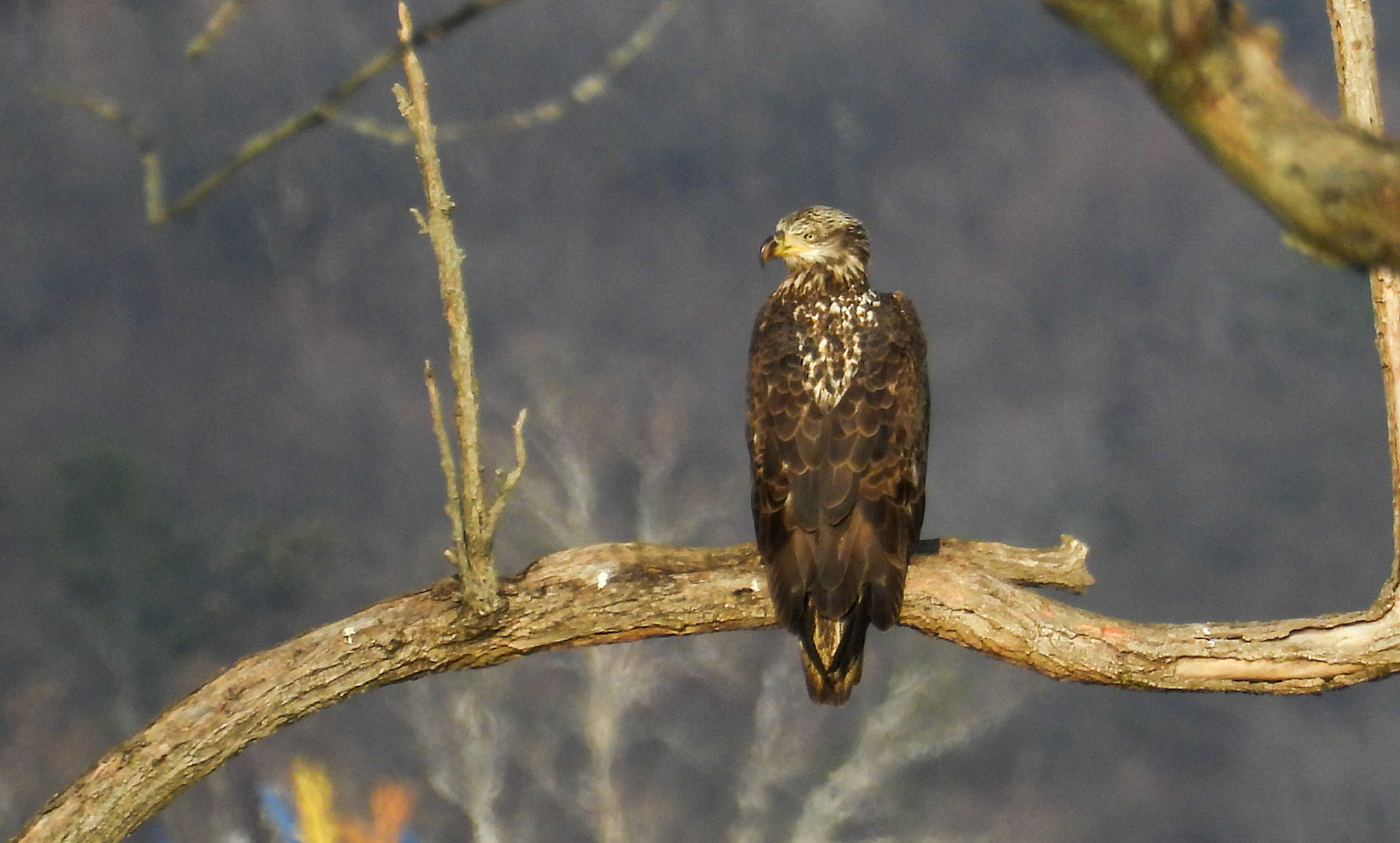 Young Bald Eagle developing adult plumage