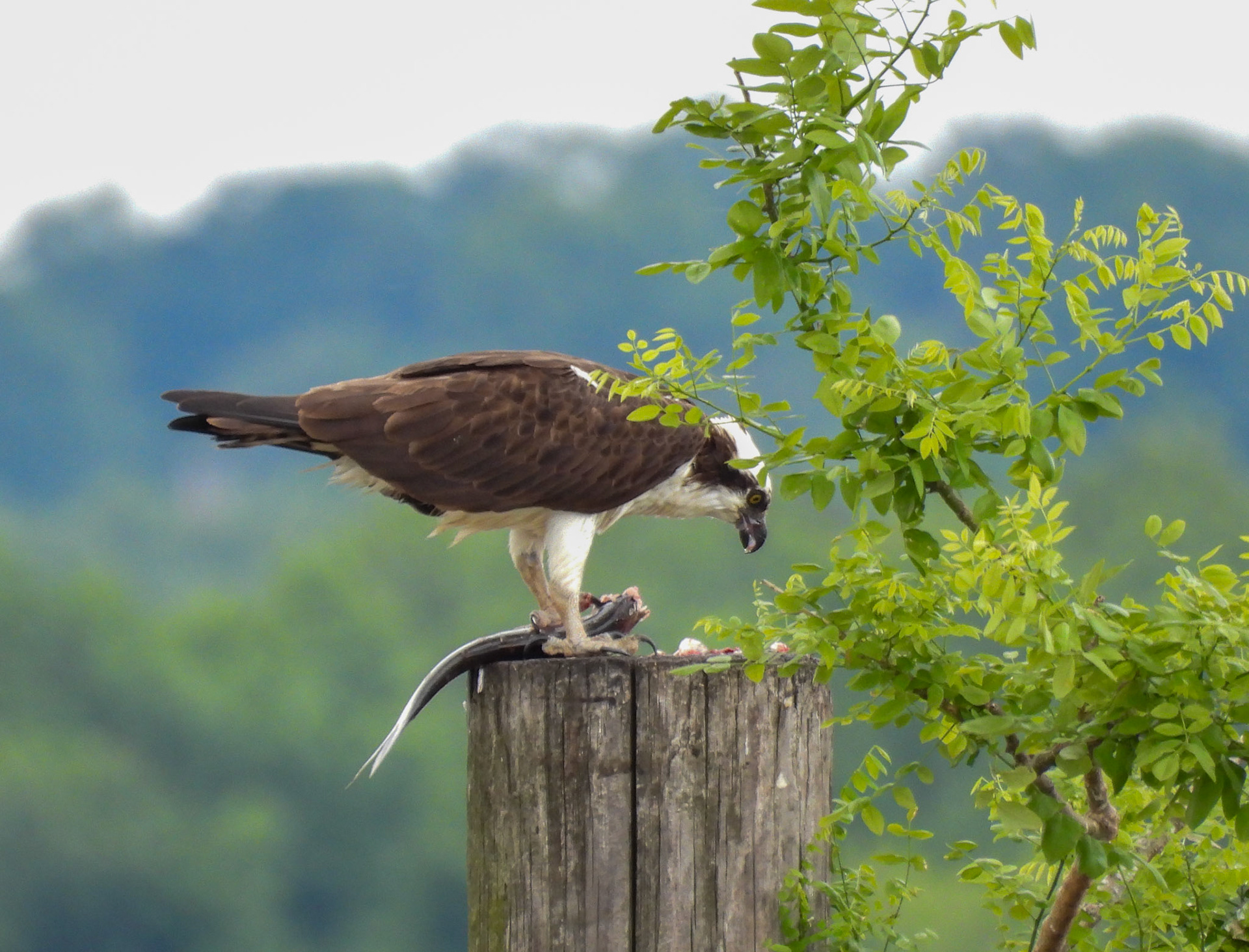 ...and begins to eat