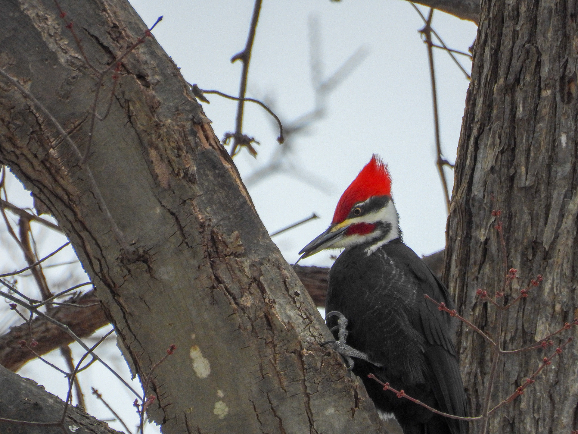 Pileated Woodpeckers are the largest woodpeckers in North America.  Despite  their large size and bright coloring, they are often heard before being seen due to their loud staccato calls and forceful hammering into trees, looking for insects.