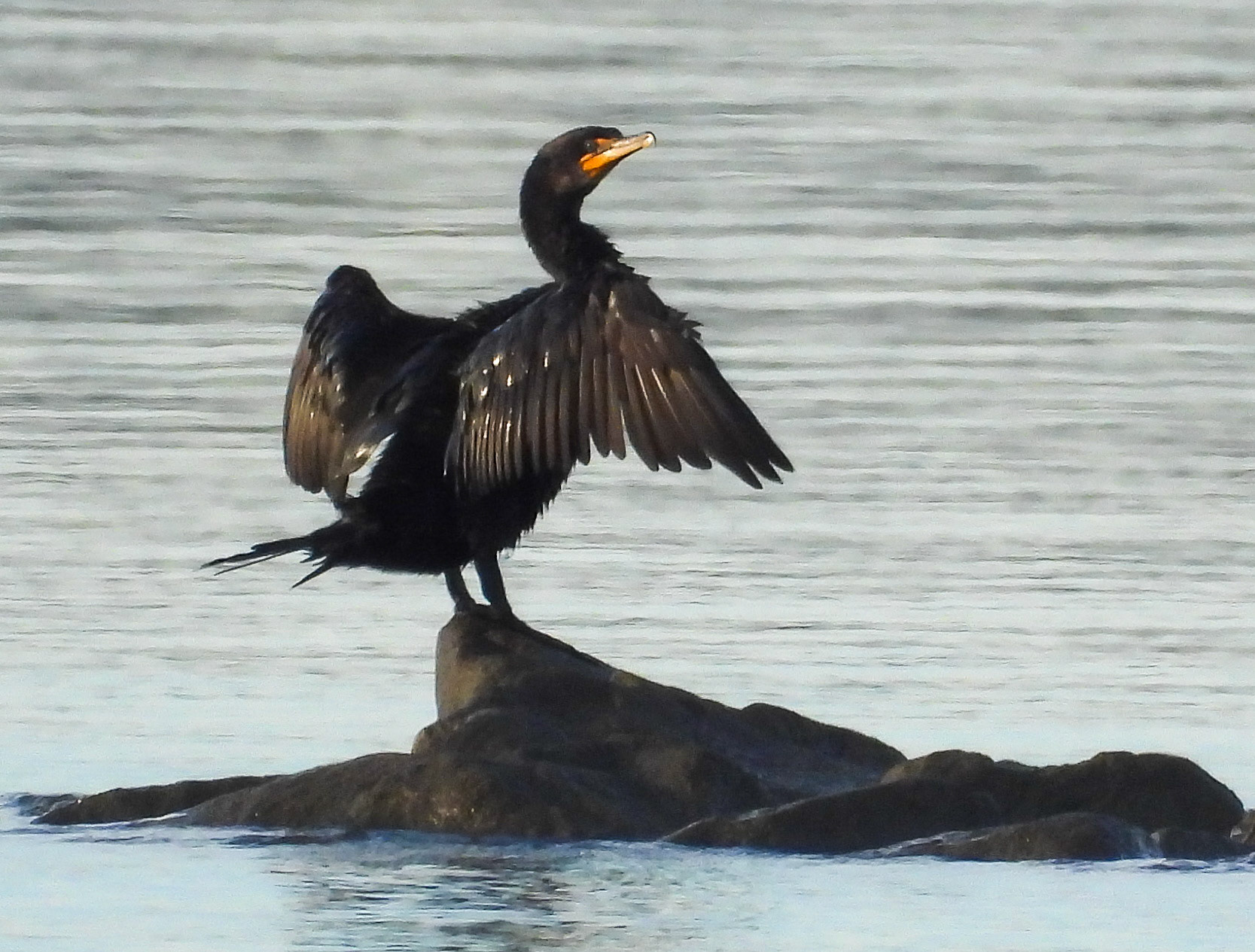 Double-Crested Cormorant returns from its northern breeding grounds in September.