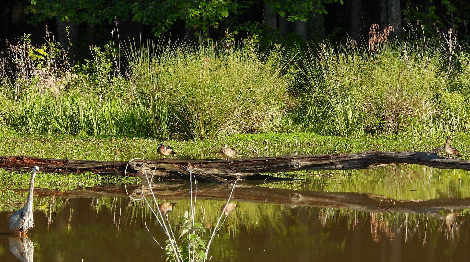 A Wood Duck pair with a female Hooded Merganser and a Great Blue Heron.