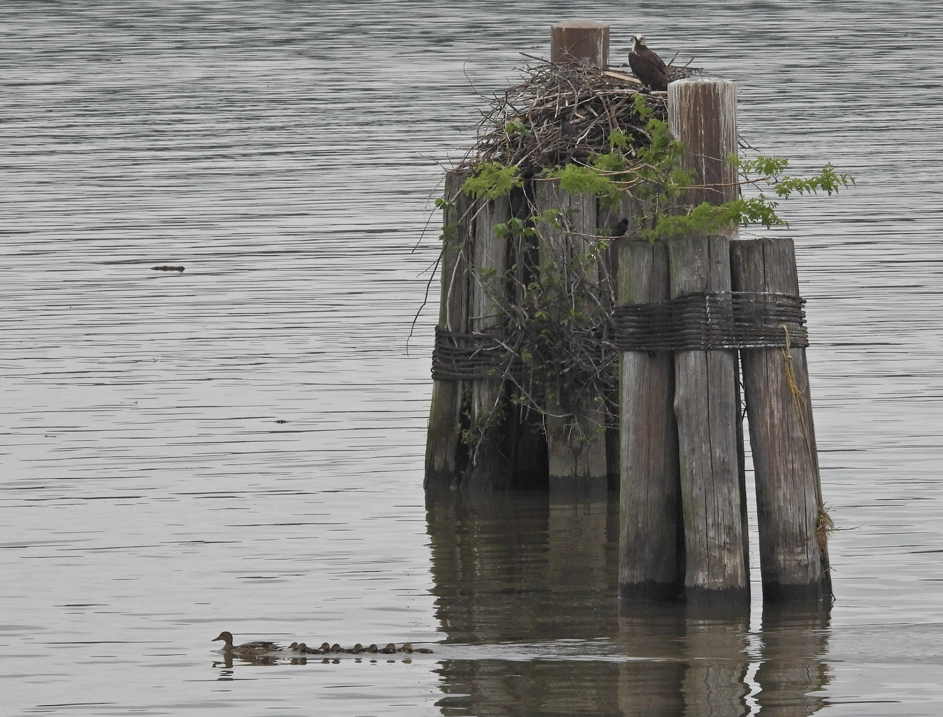 May 26 - A Mallard mother and her eight chicks out for an evening swim pass the Osprey nest.