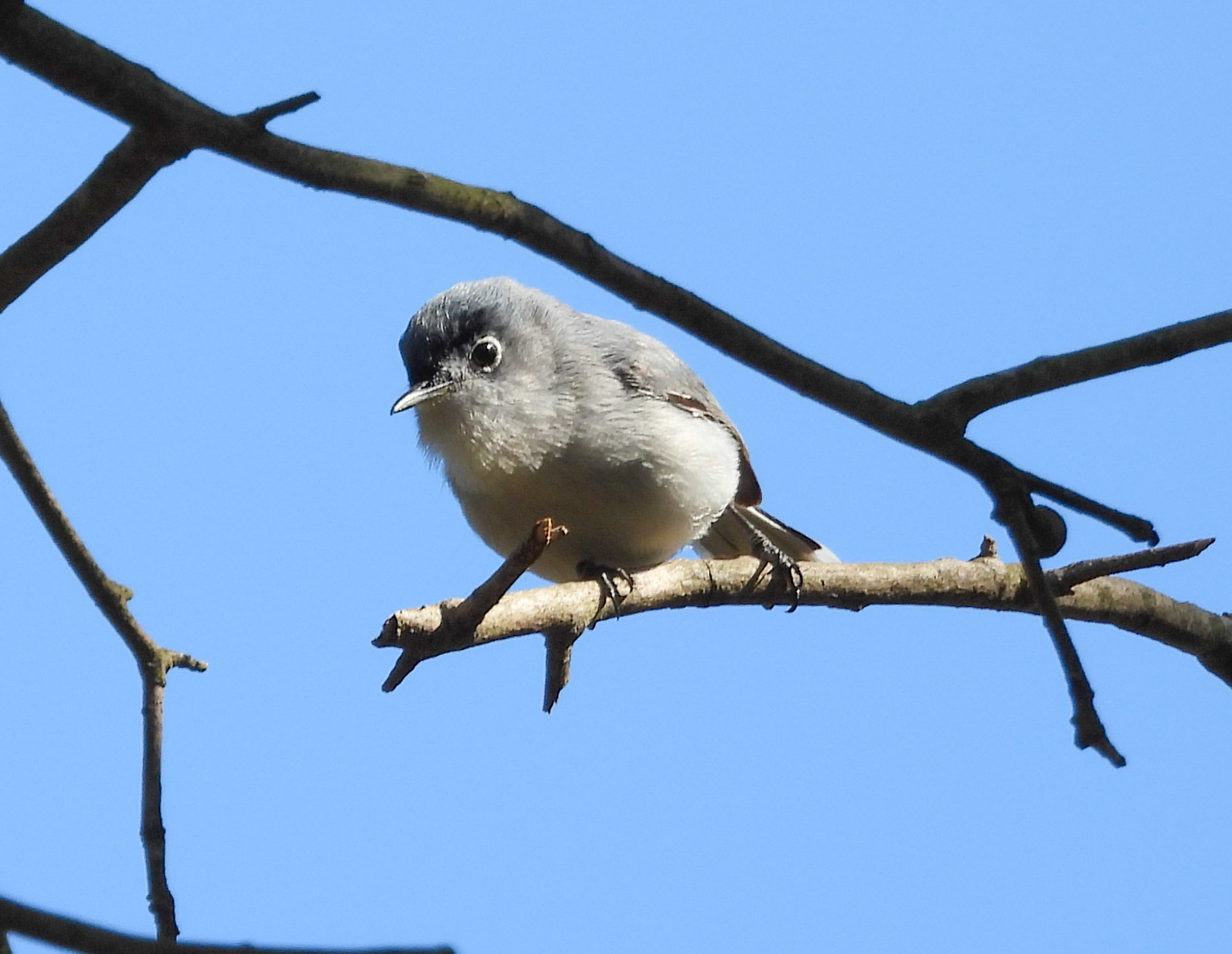 Blue-Gray Gnatcatcher