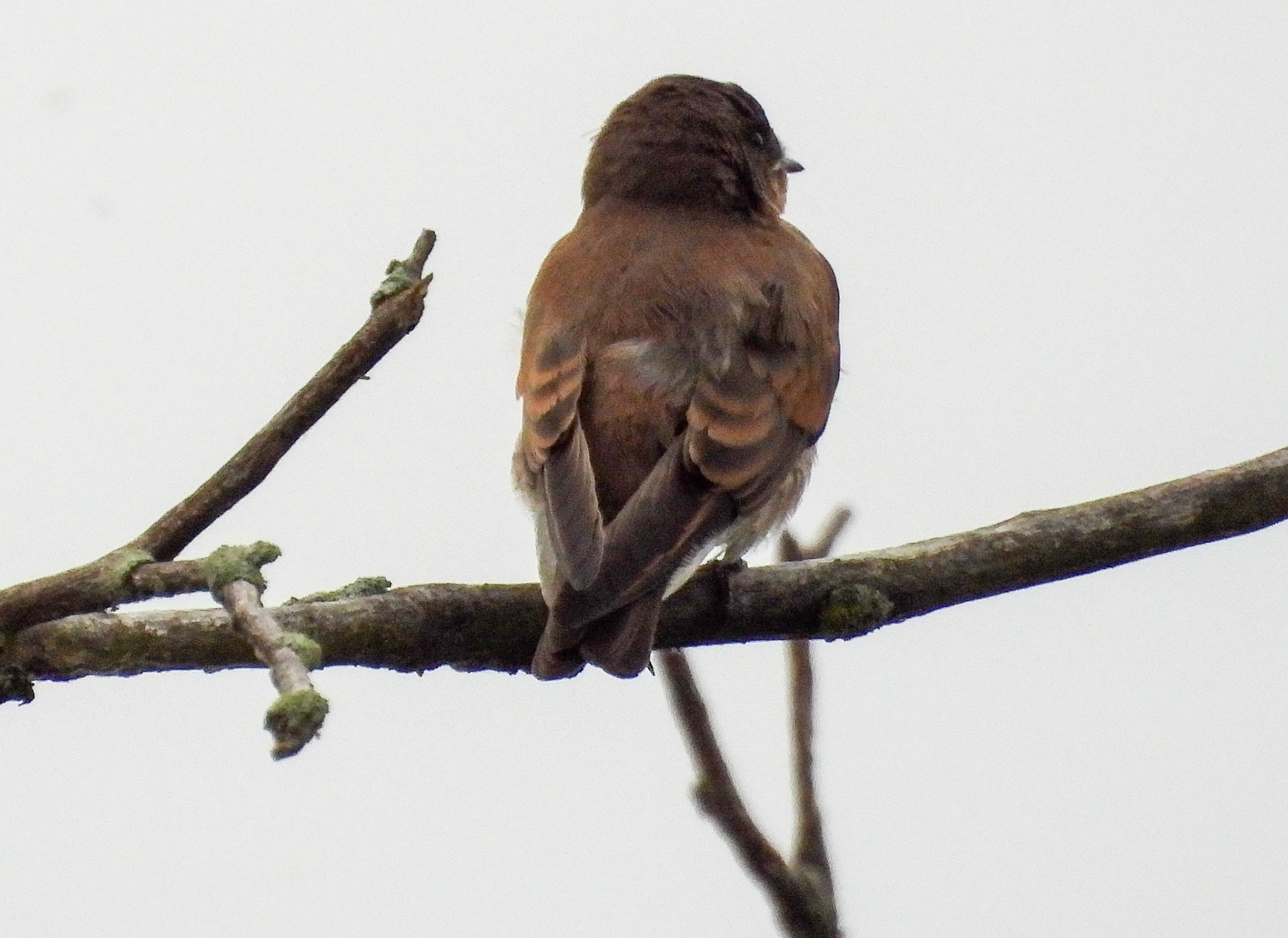 Northern Rough-Winged Swallow