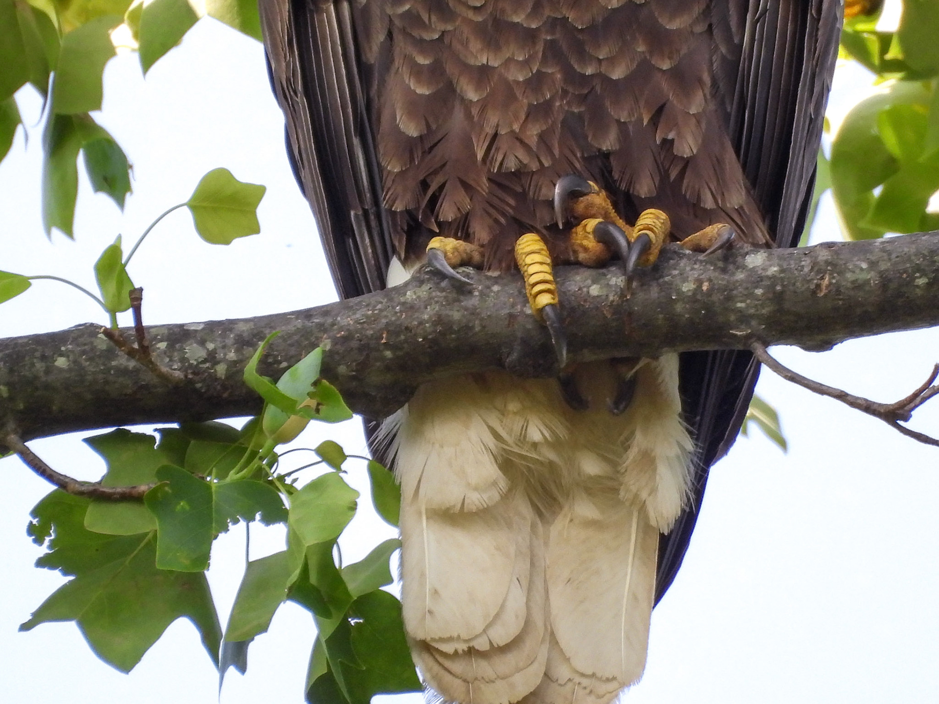 Bald Eagles have 8 talons, which can be up to 2 inches in length.