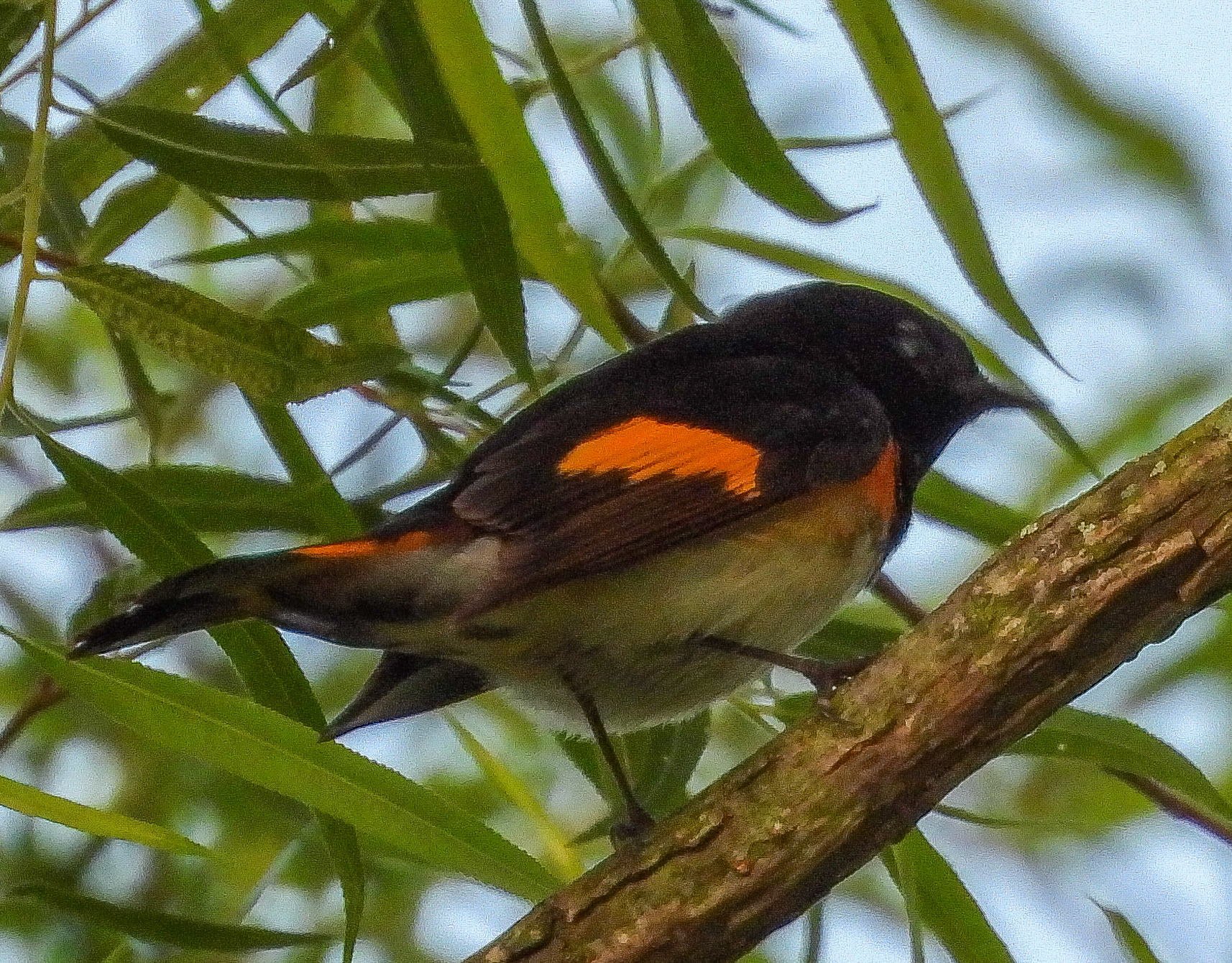 American Redstart in a willow tree.