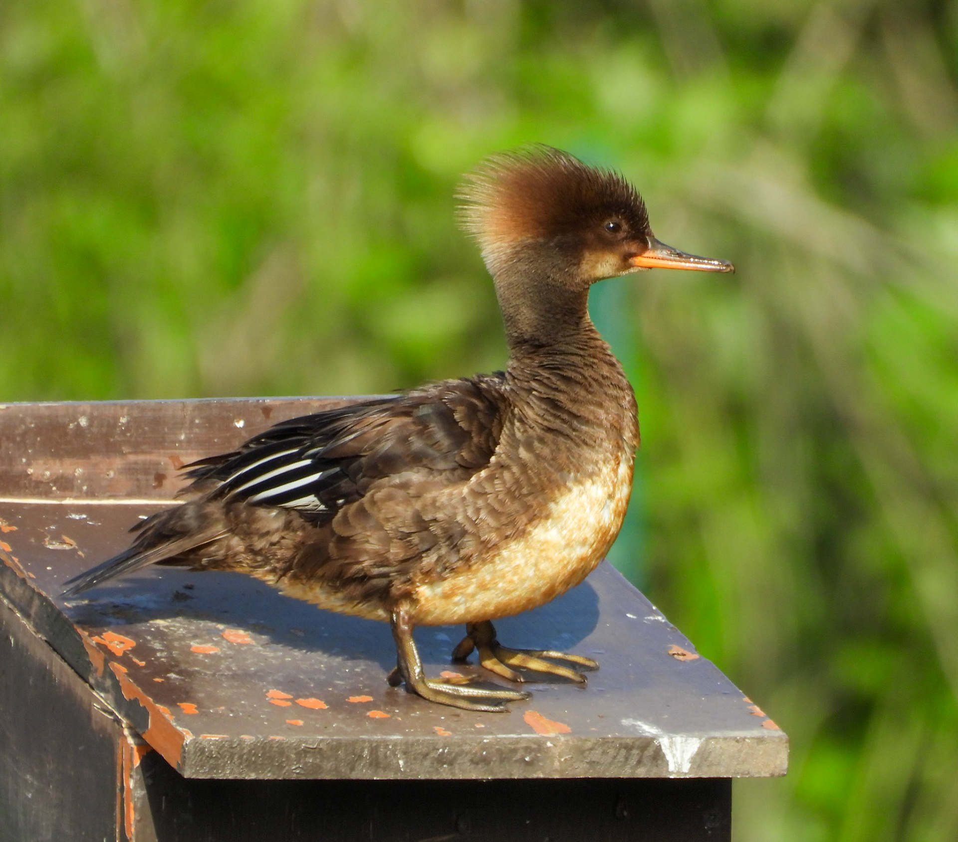 Hooded Merganser (Female)