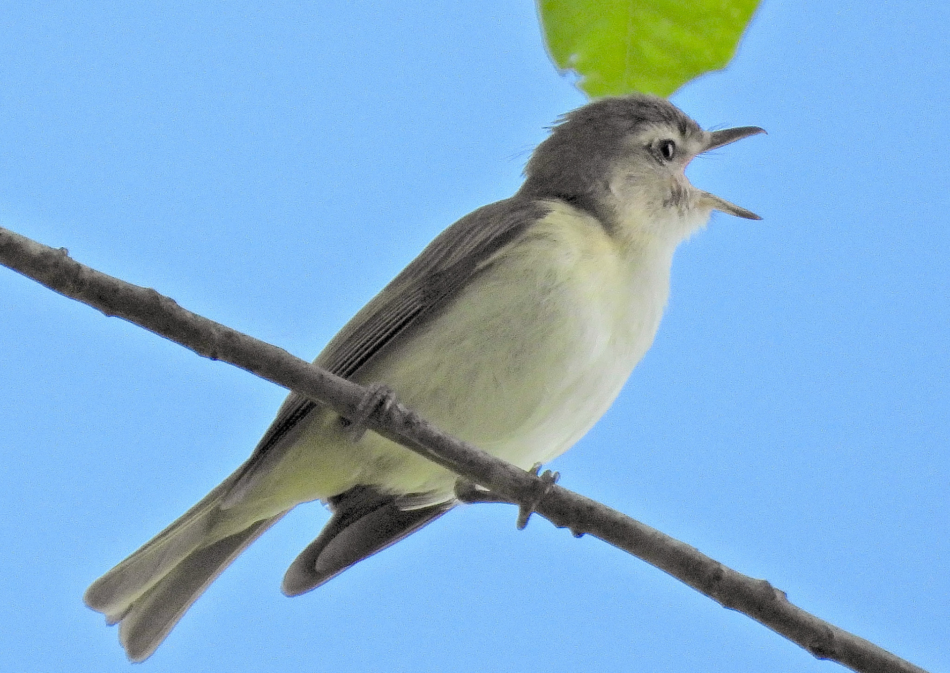 Eastern Warbling Vireo