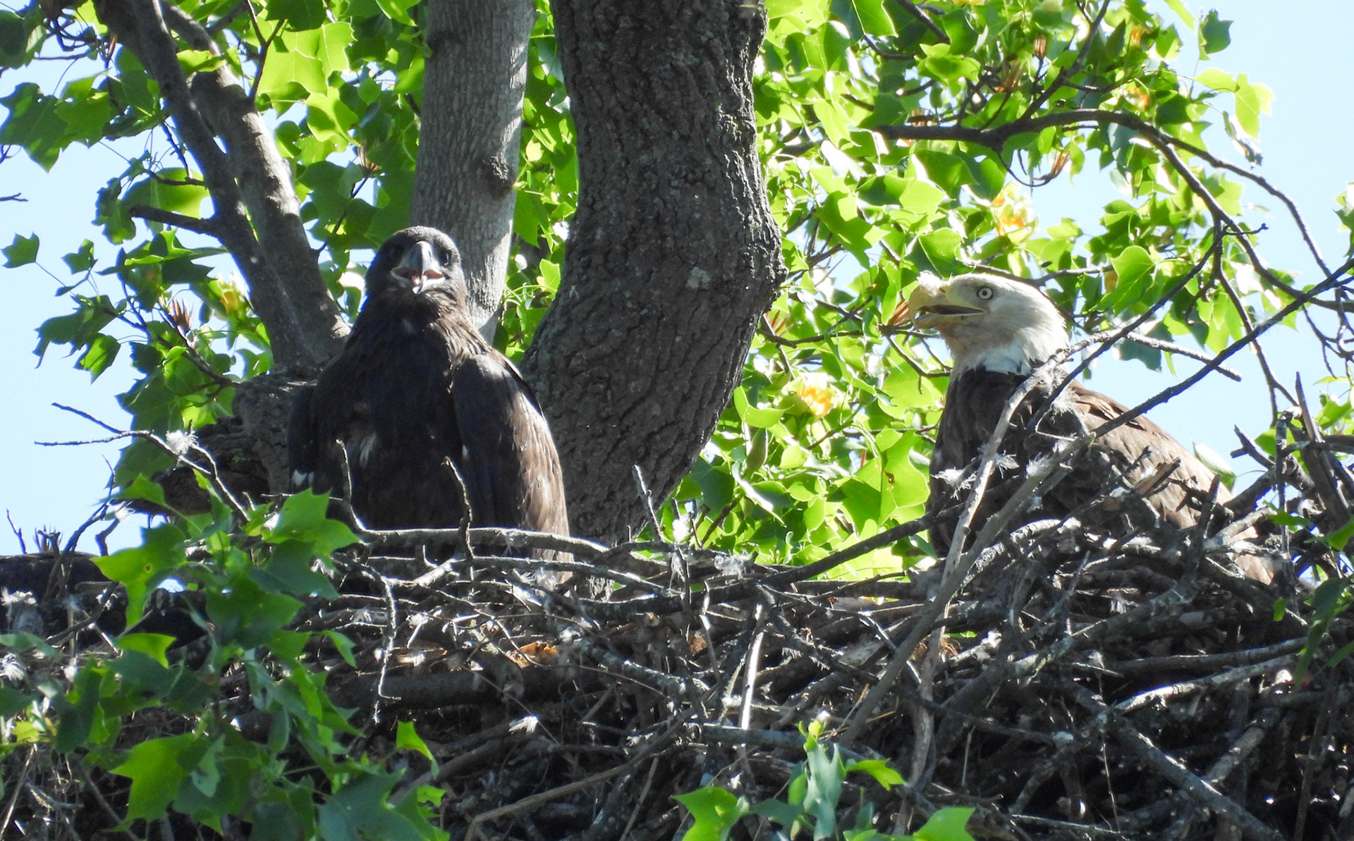April 20 - Parent and offspring