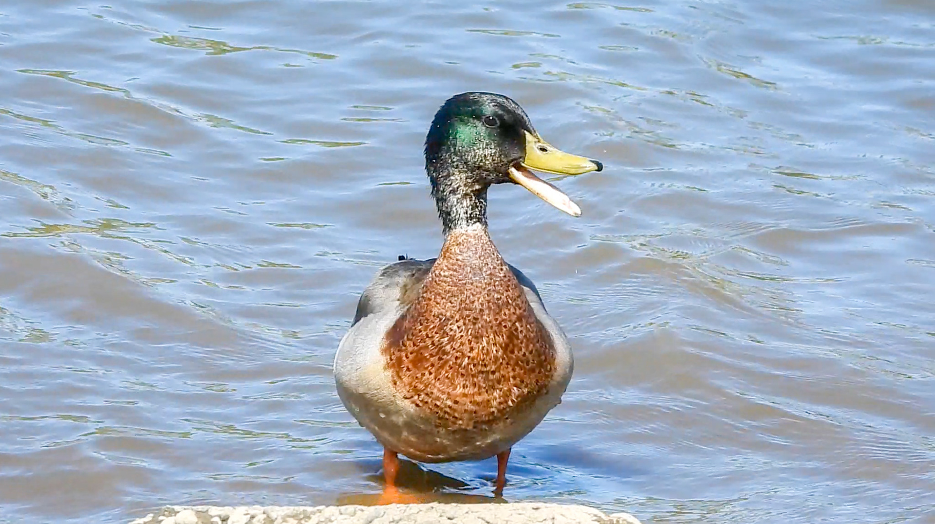 Mallard