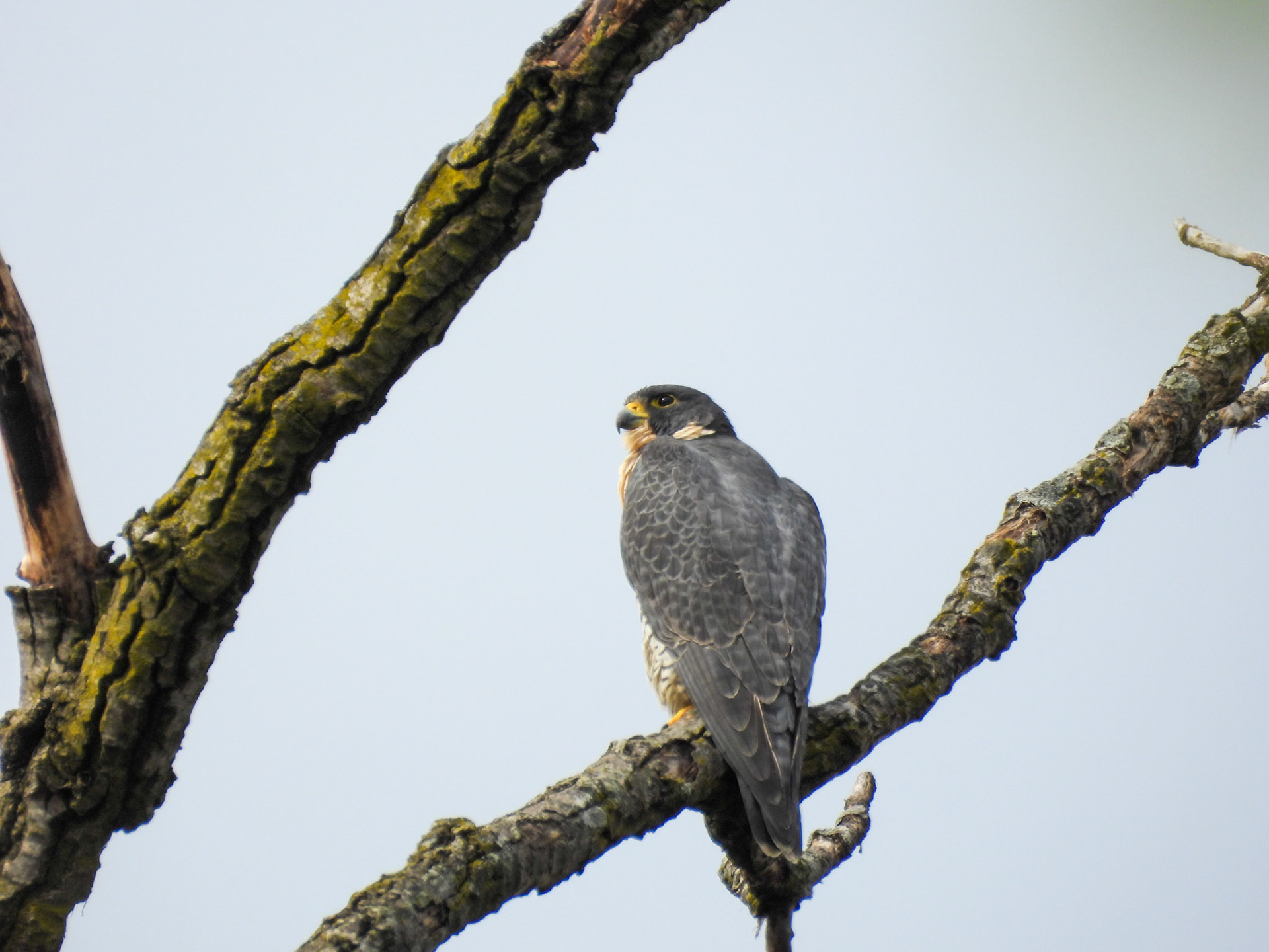 Peregrine Falcons are the fastest animals on earth, capable of reaching  diving speeds of up to 200 mph during a hunting stoop.