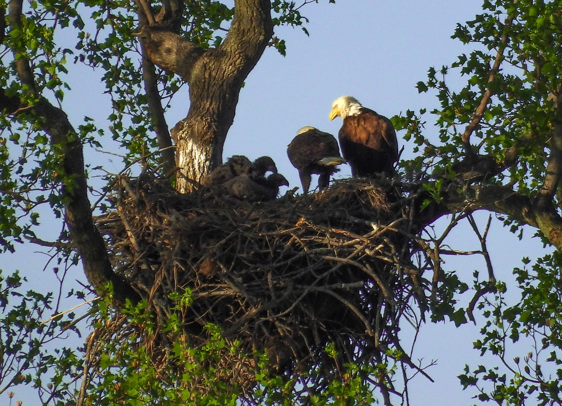 April 6 - The nest.