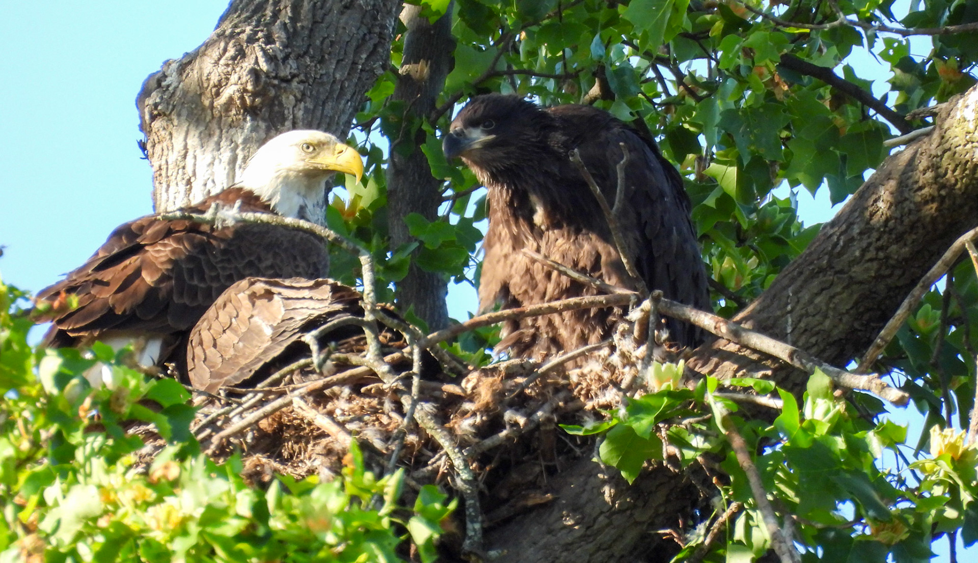 May 4 - It appears the nest may have partially collapsed., making it more crowded.