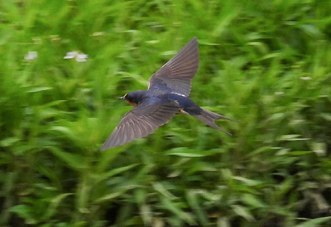 Barn Swallow