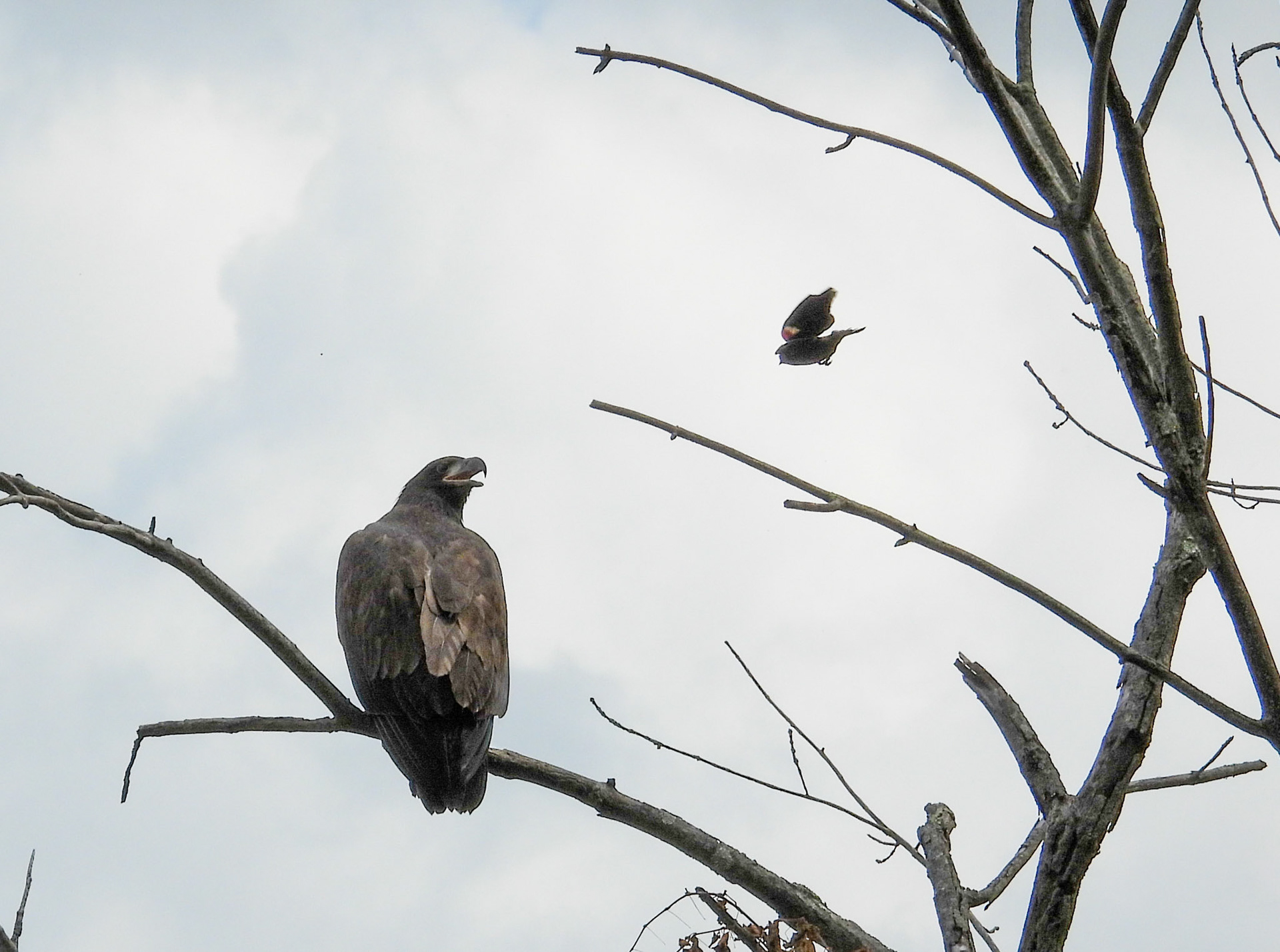 June 6 - Eaglet is mobbed by a Red-Winged Blackbird and a group of Grackles