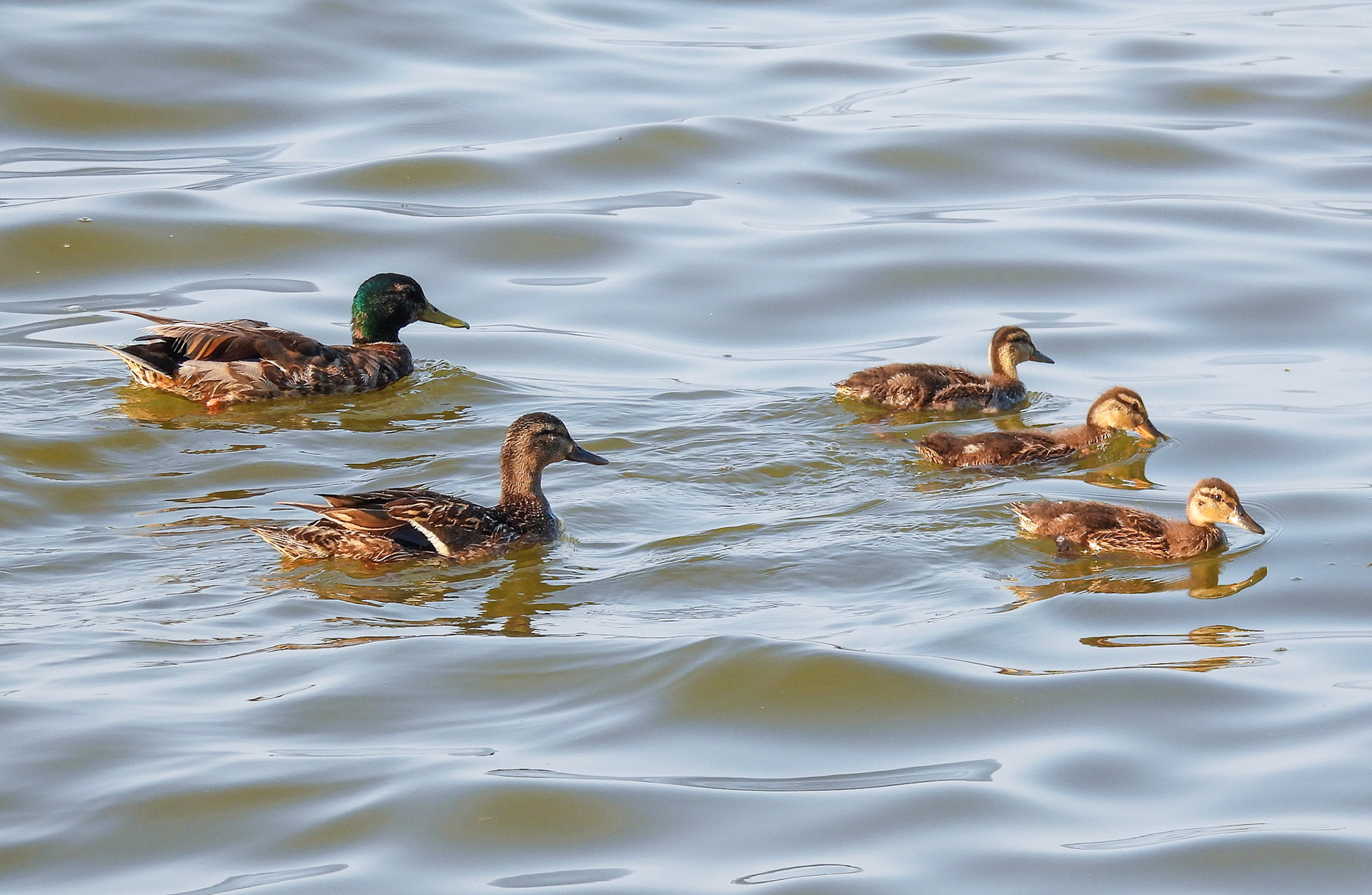 Mallard Family Outing 1/3