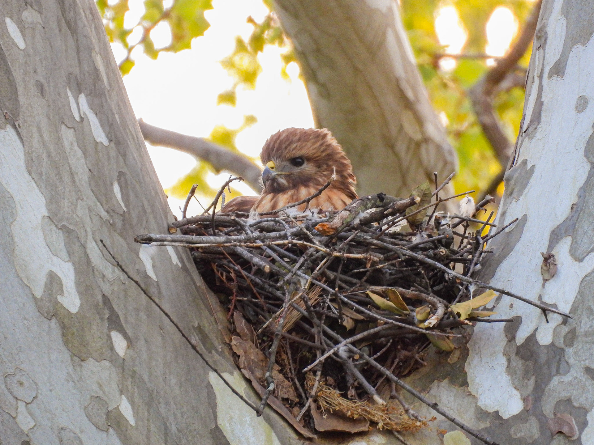 April 16 - Incubating