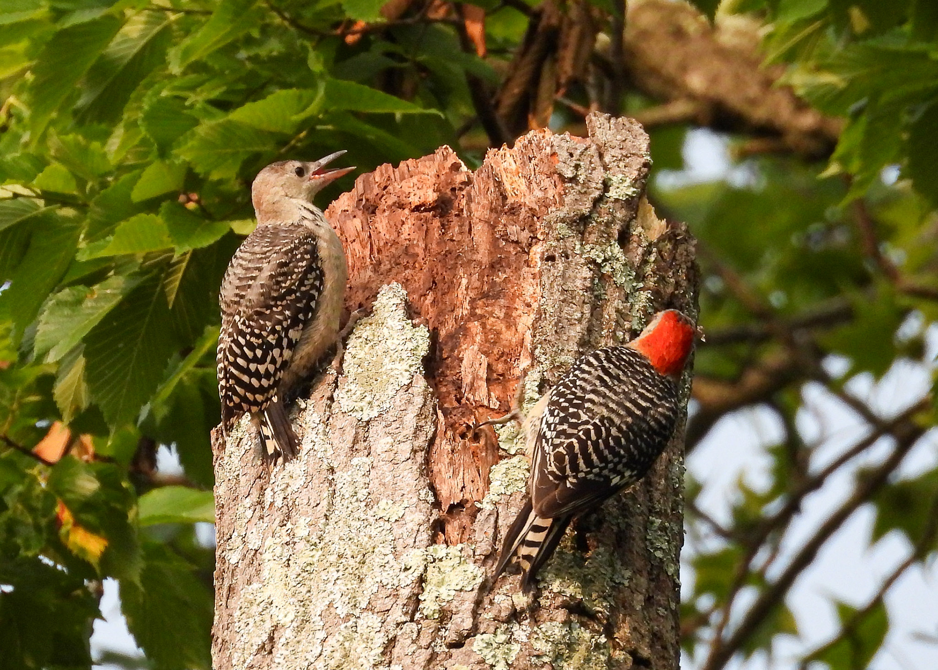 Red-Bellied Woodpecker Pair