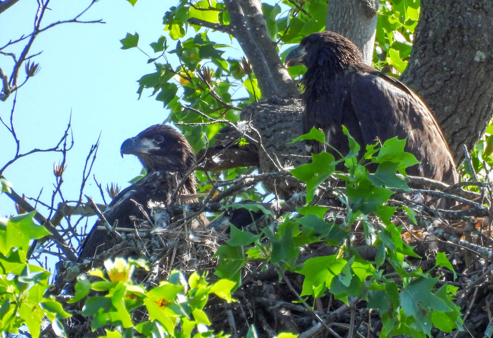 April 28 - Two eaglets