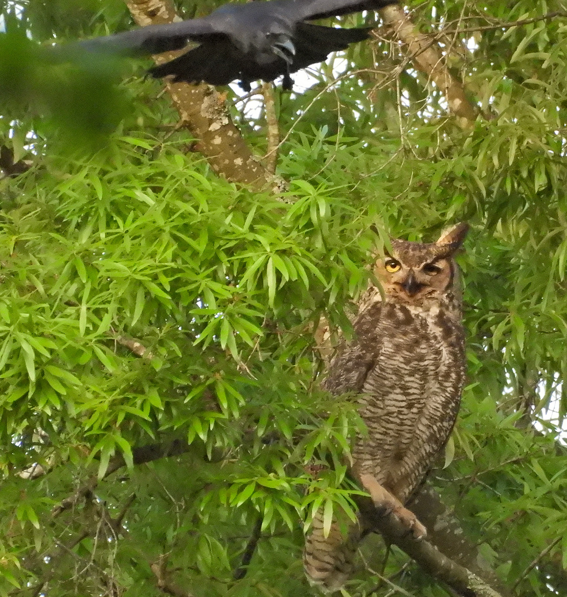 April 16 - the adult owls are frequently harassed by groups of Common Crows.  The crows rightly find the presence of predators such as owls threatening to their young and themselves.  The Great   Horned Owl is the greatest predator of crows.