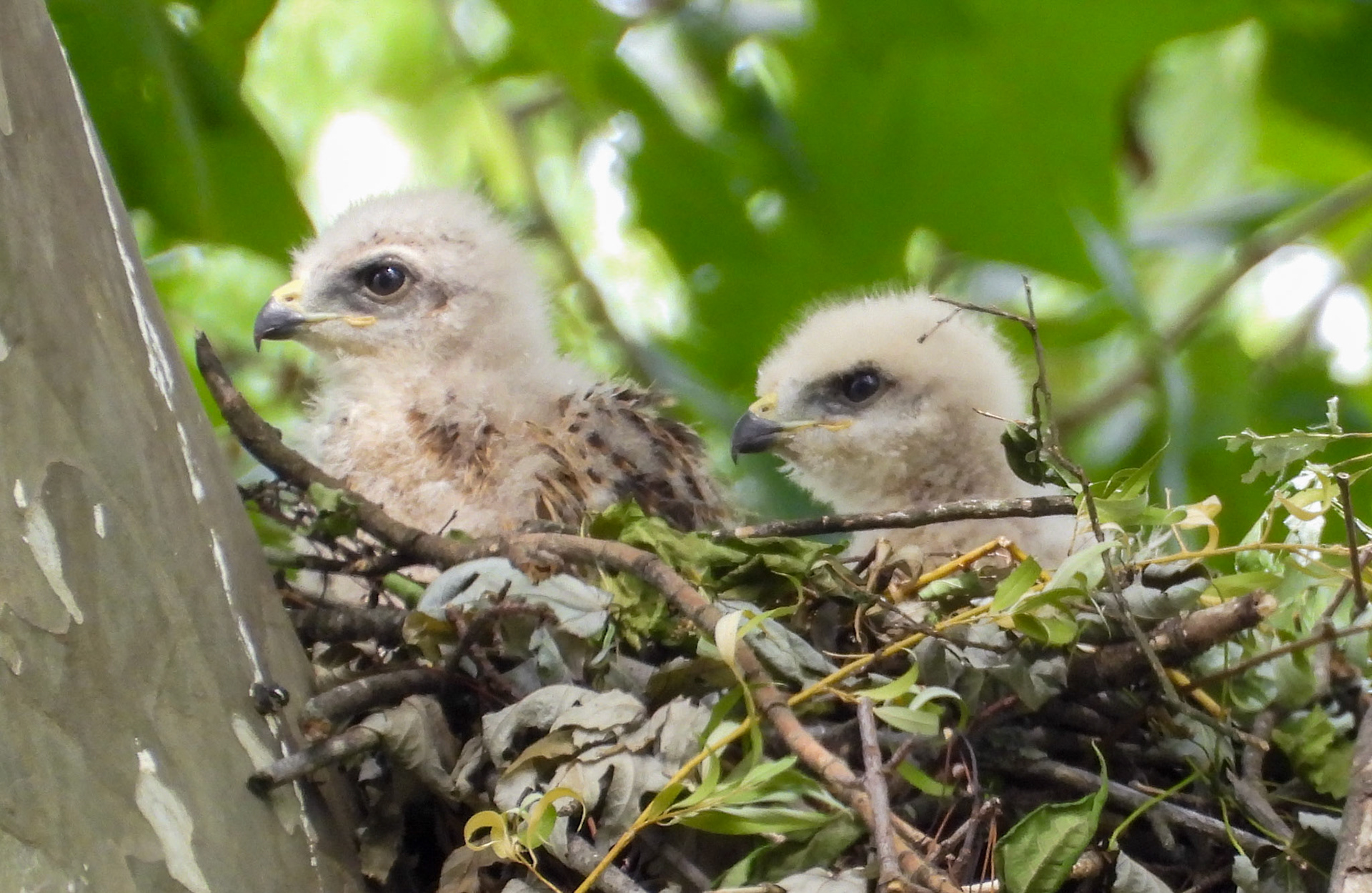 May 20 - Watching the parent in another tree