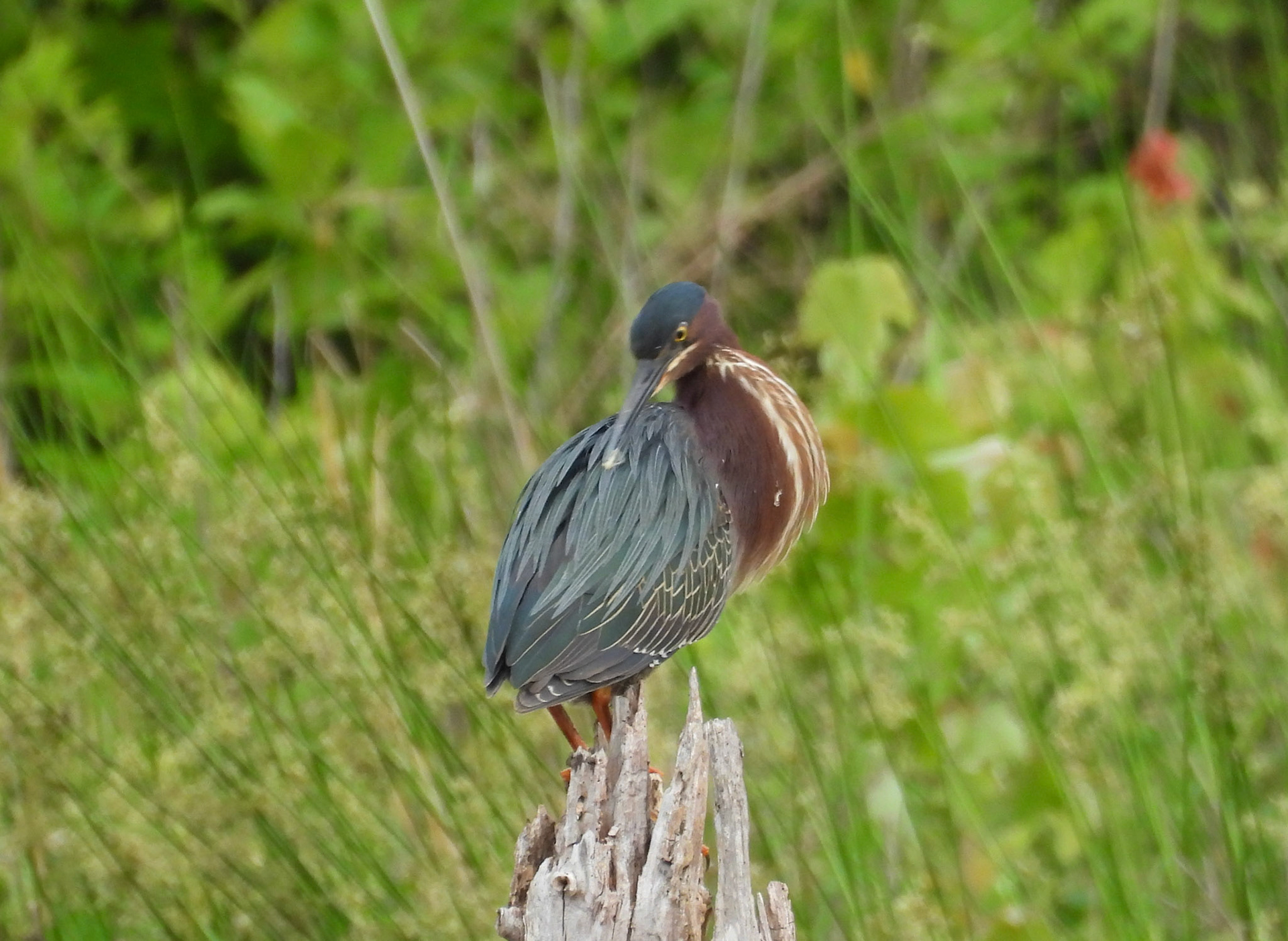 Green Heron