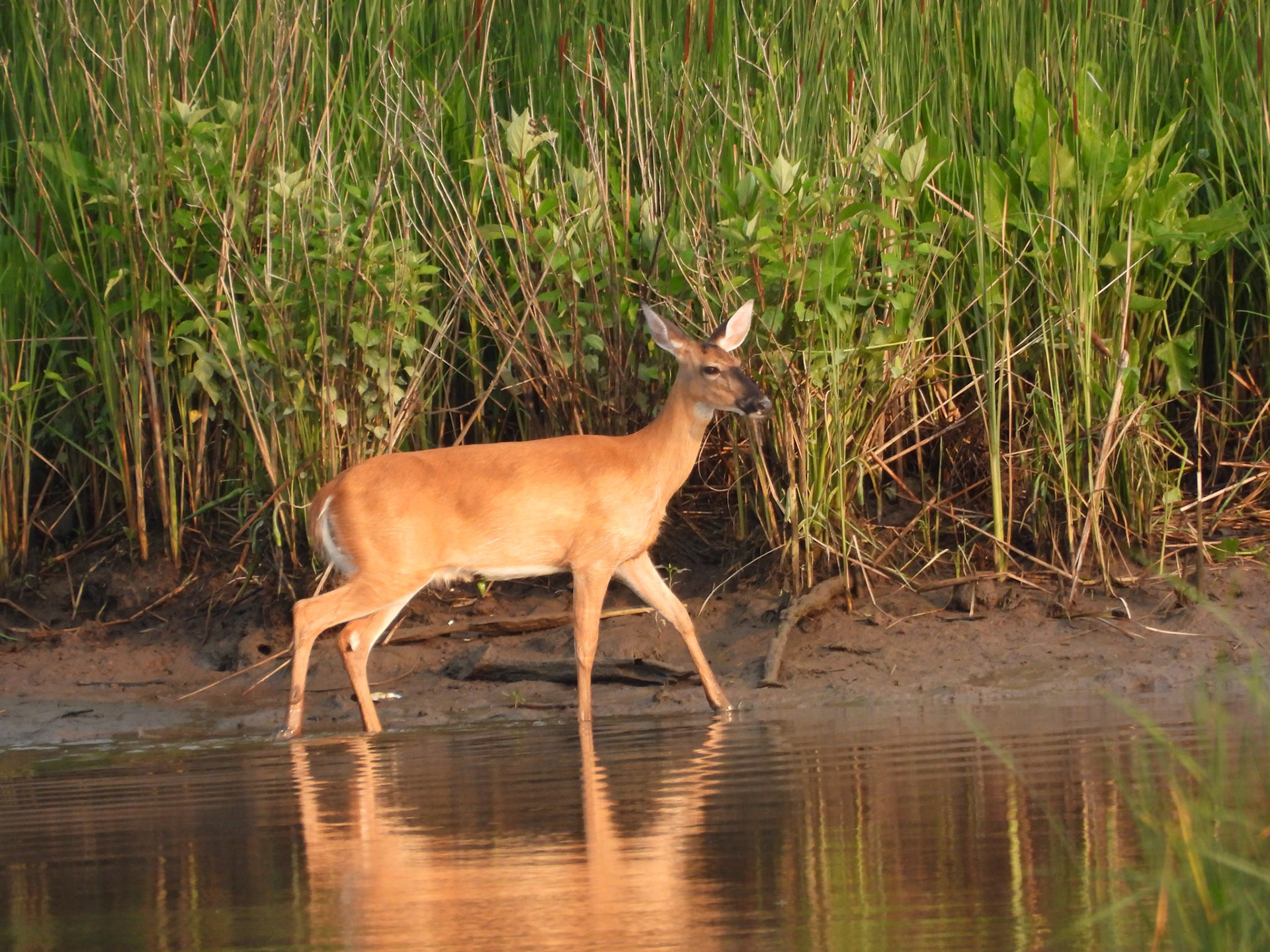 A White-tailed deer navigates the marsh.
