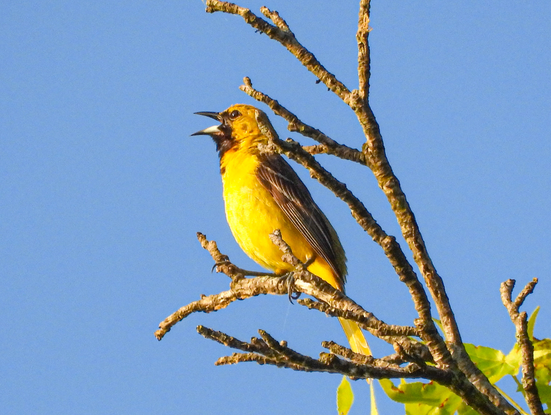 Orchard Oriole (Immature Male)