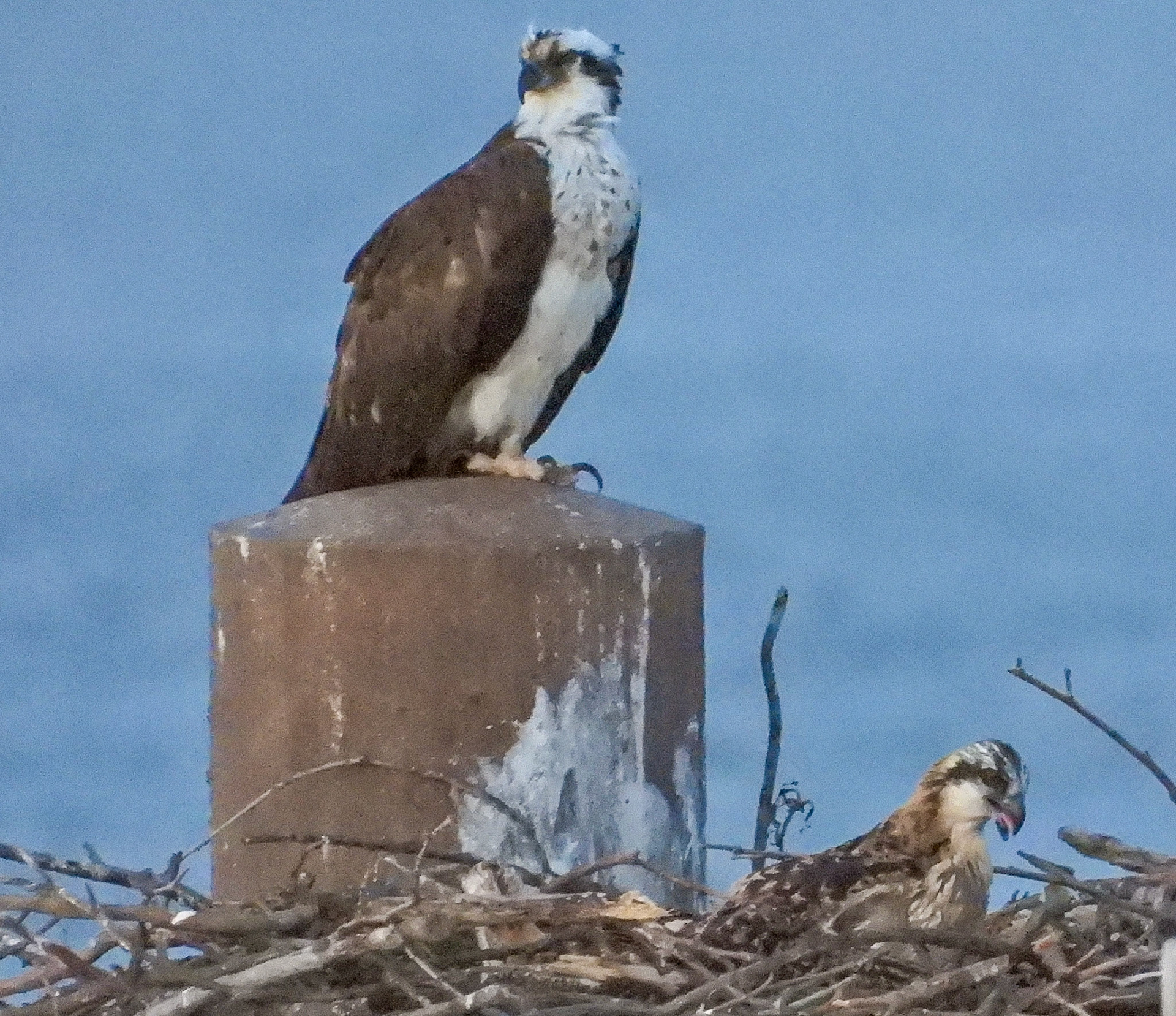 June 10 - As the chicks get stronger, thay are able to stand more upright and for longer periods.