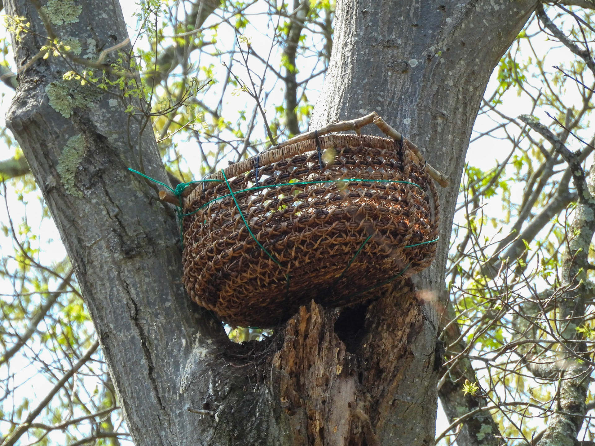 April 3 - the new nest installation.
