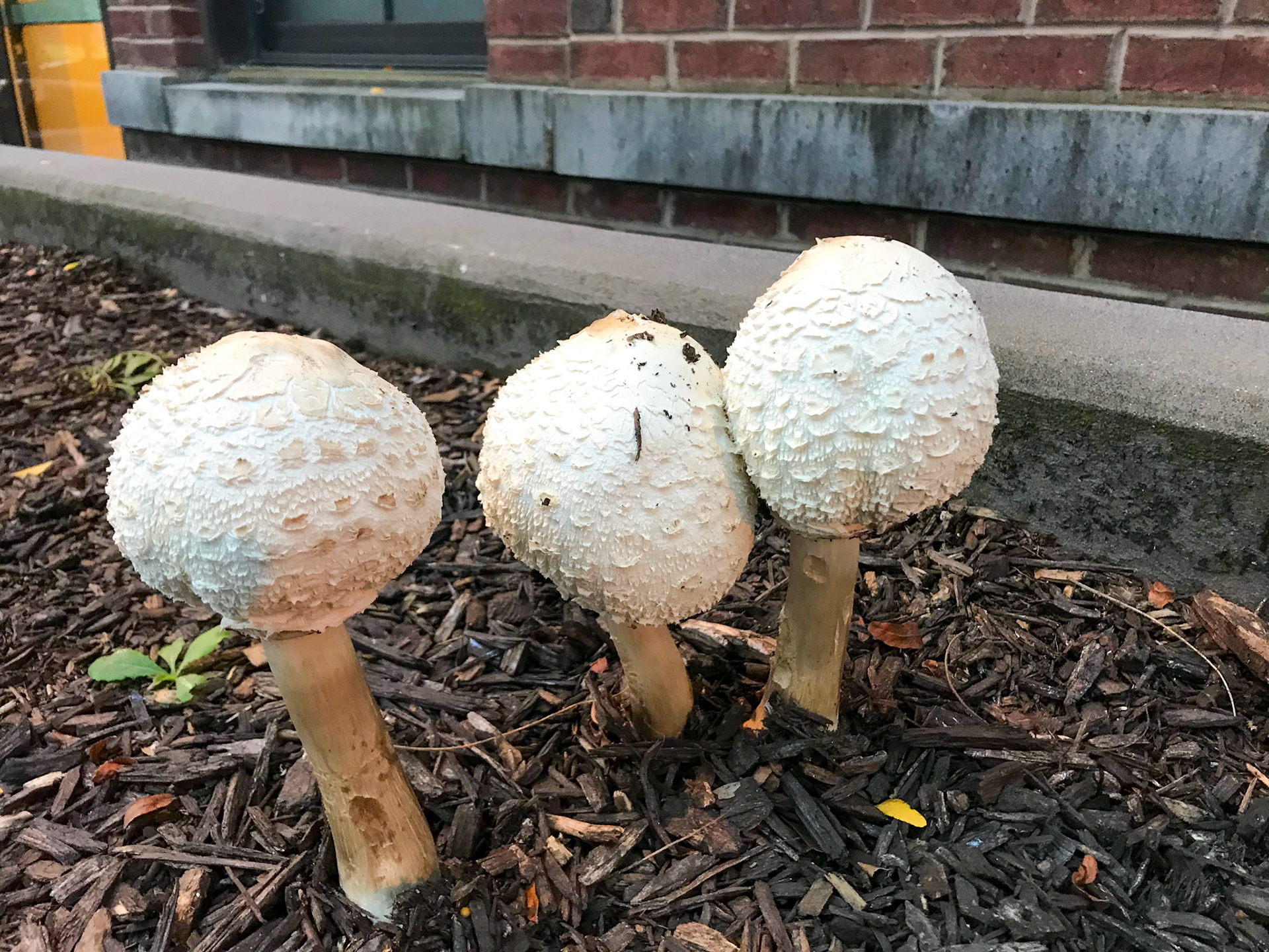 Alexandria, Virginia