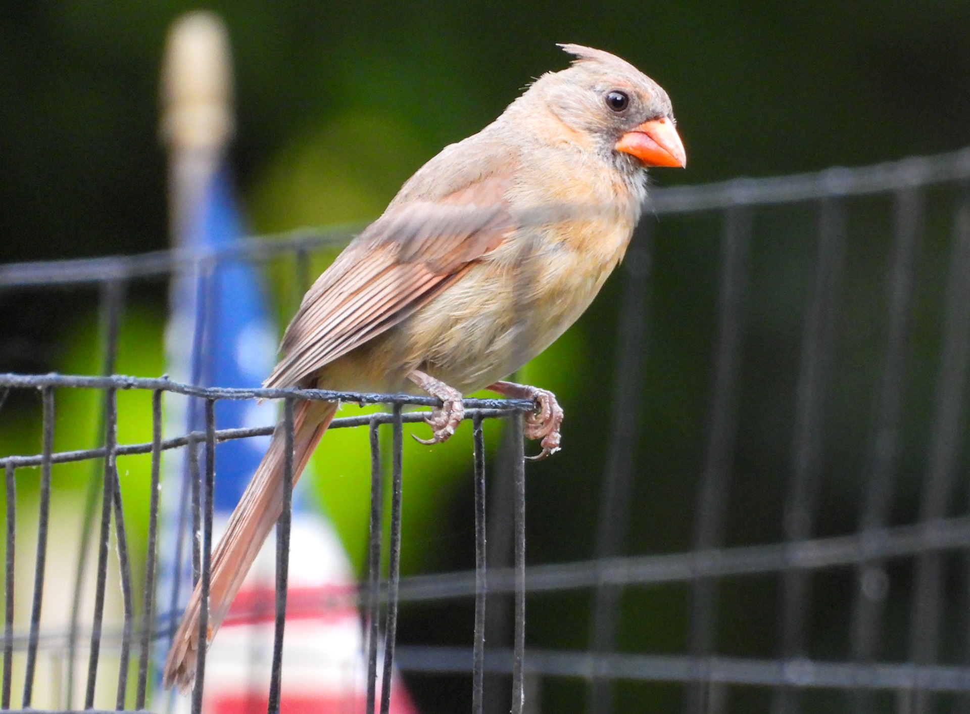 Cardinal (Juvenile)