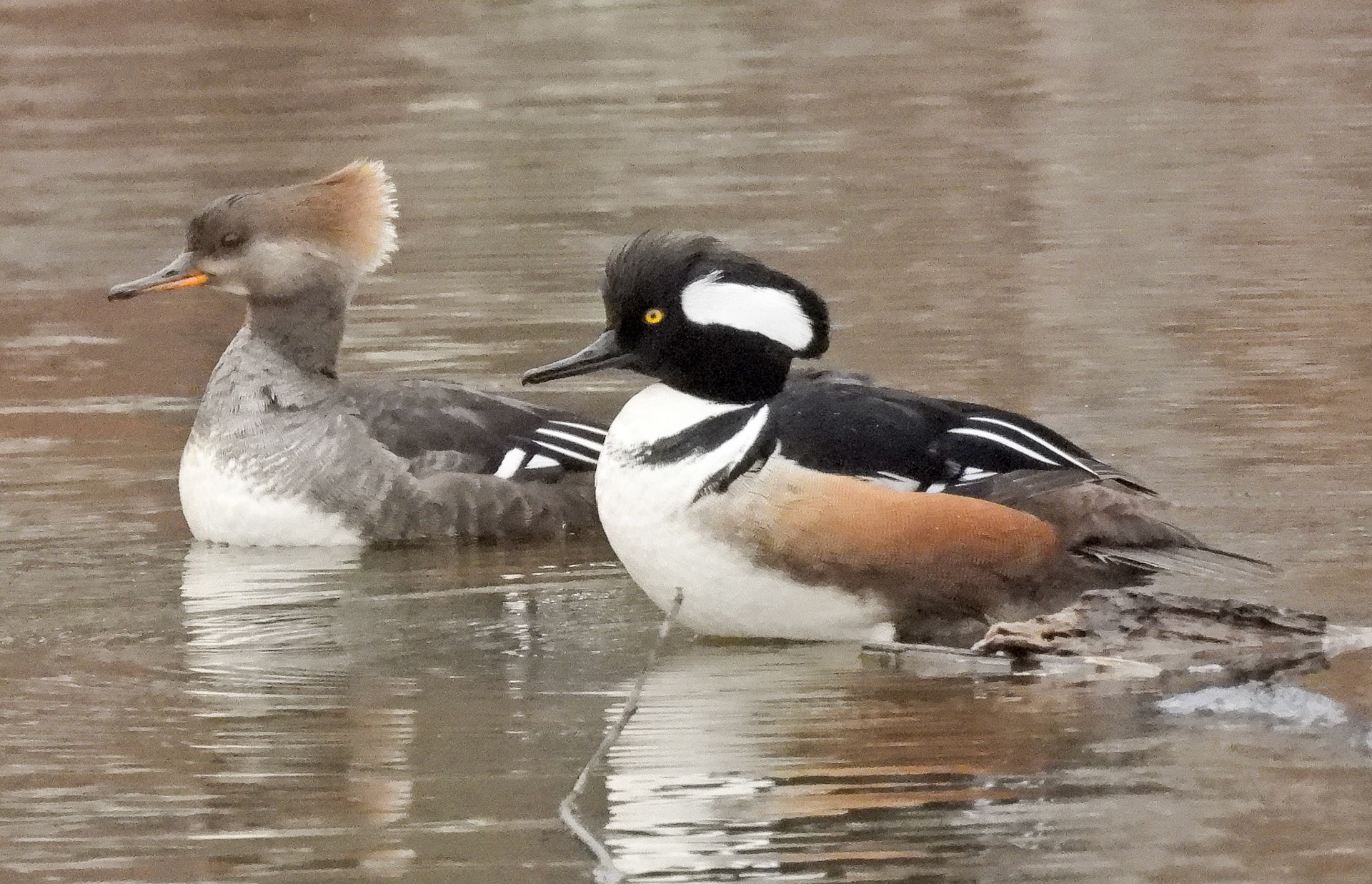 Hooded Merganser pair
