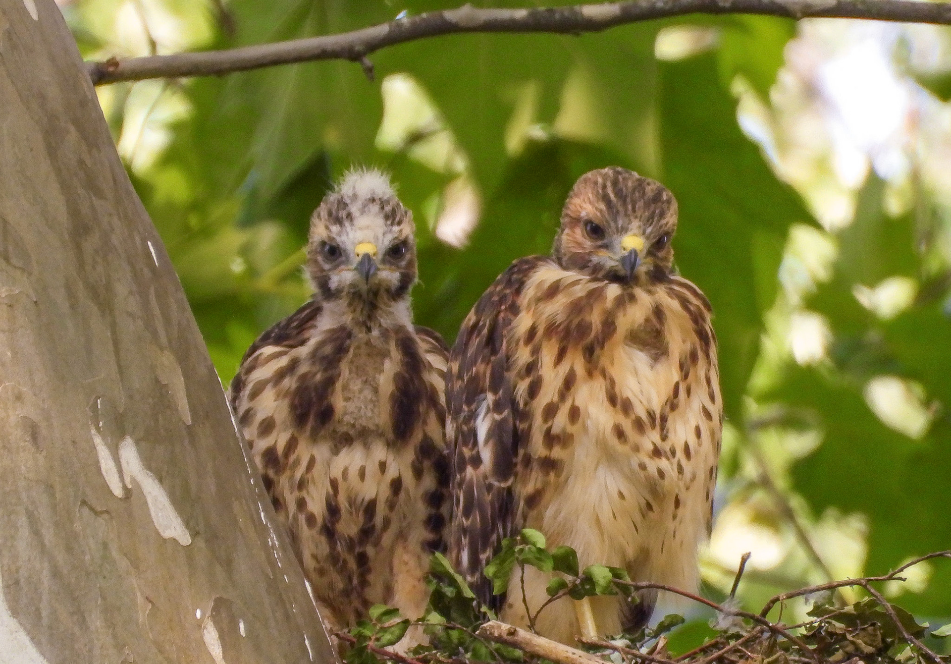 June 2 - One sibling is clearly more developed and likely hatched first.