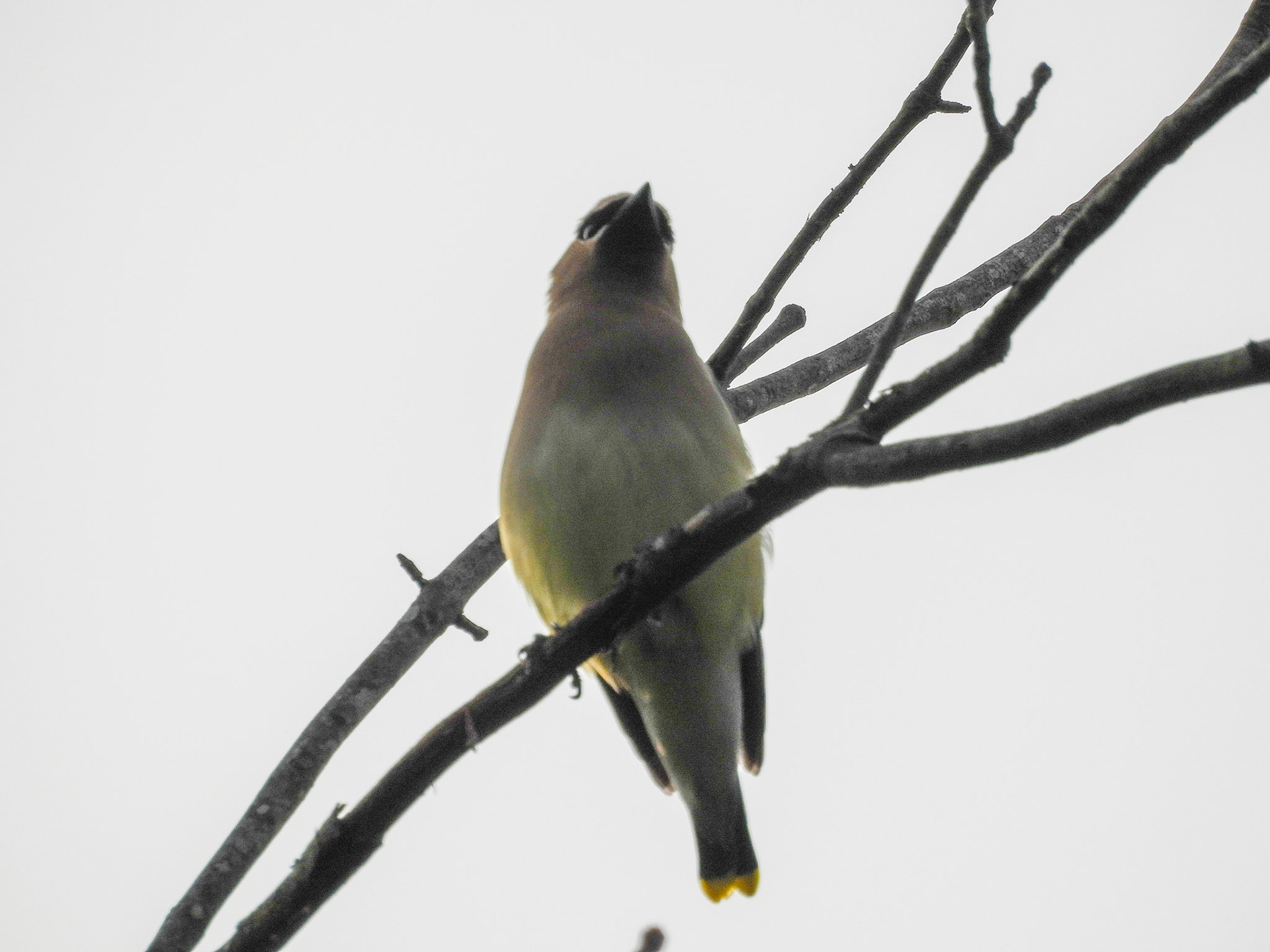Cedar Waxwing