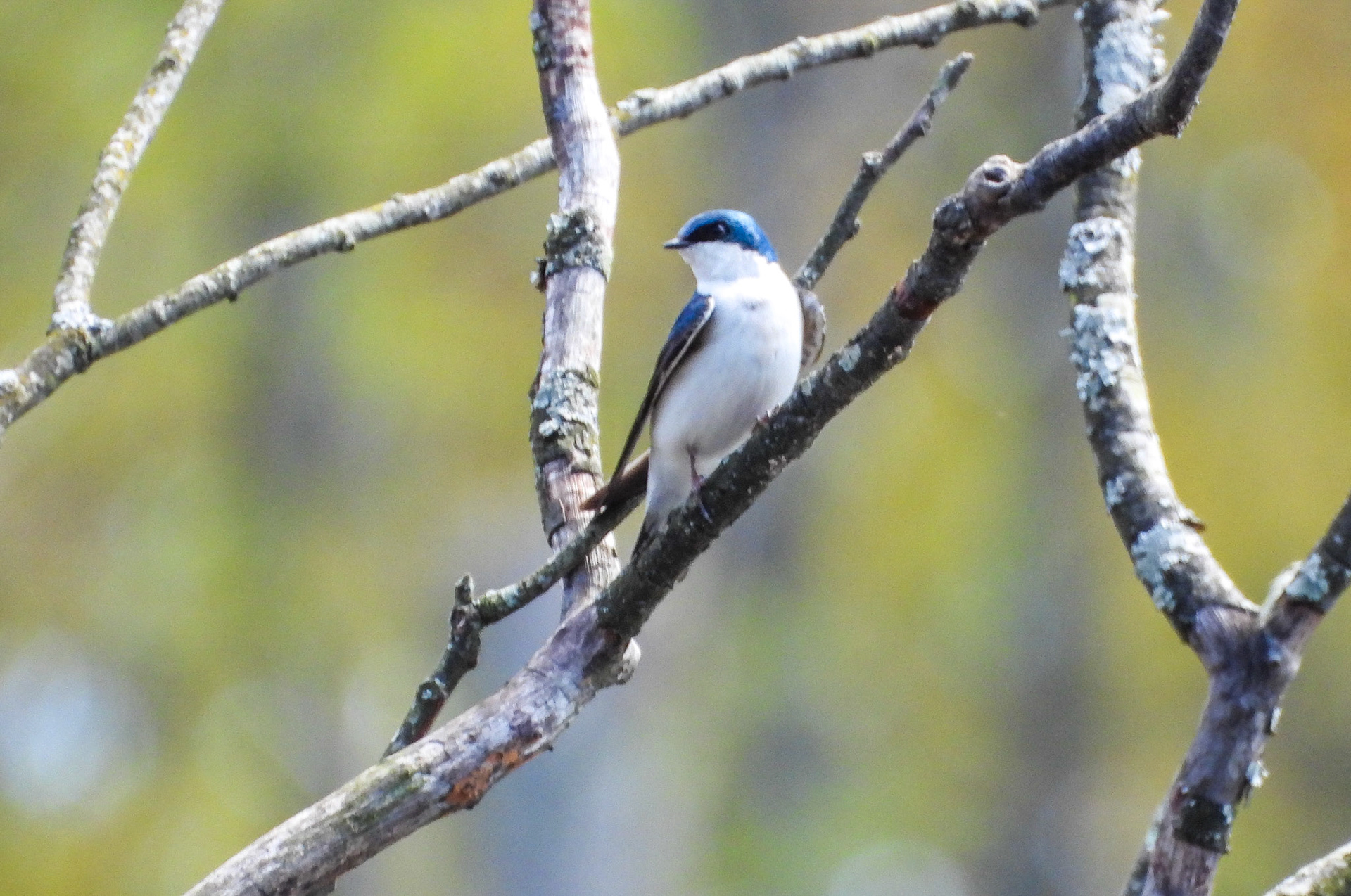 Tree Swallow