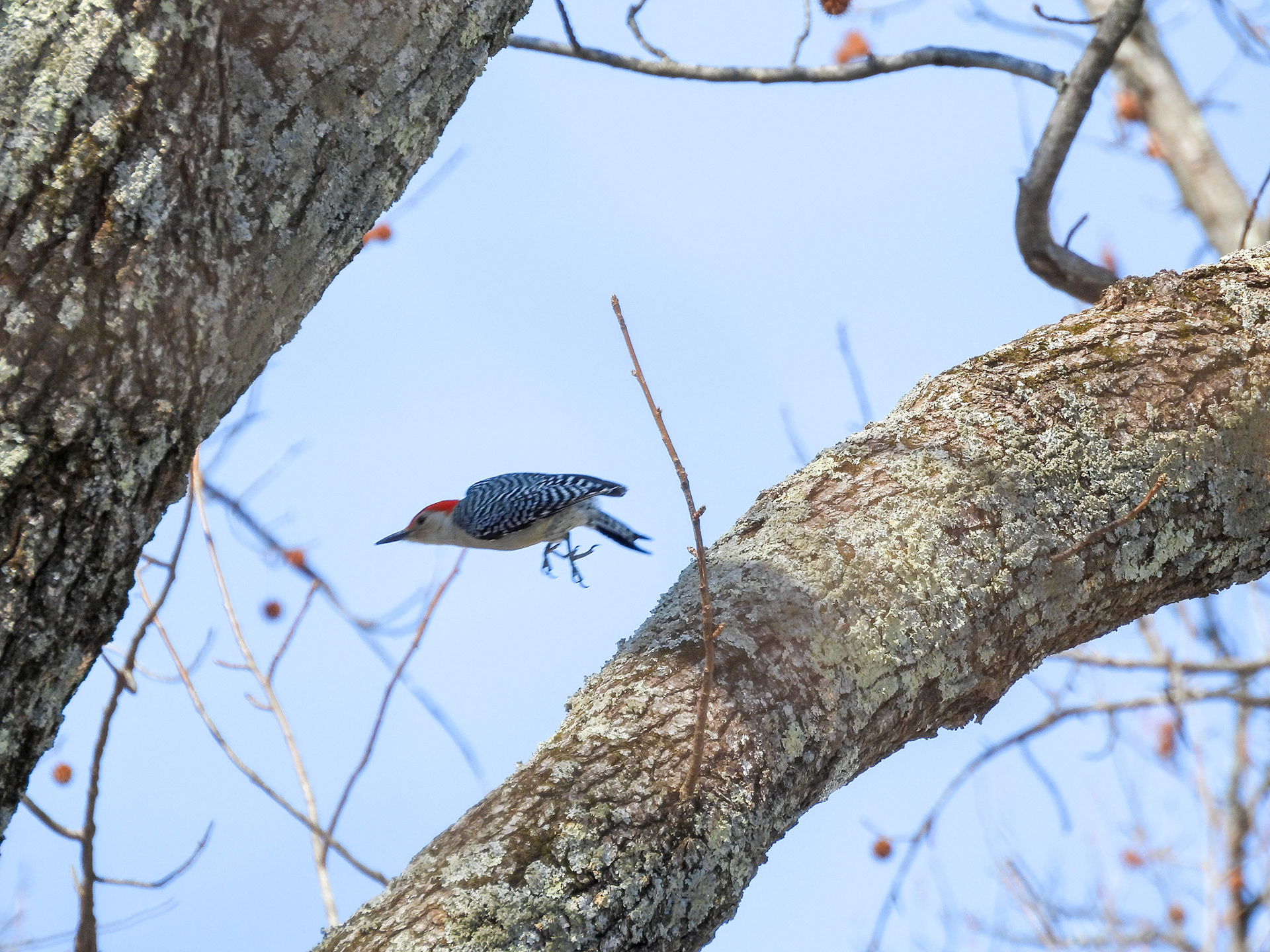 A Red-Bellied Woodpecker takes flight.