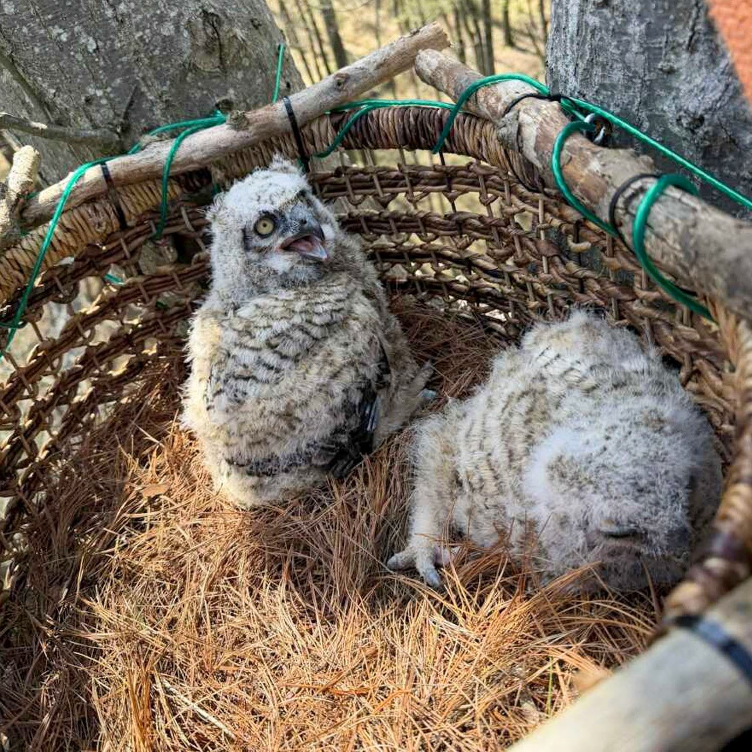 April 3 - the owlets in their new luxury accomodation. (courtesy Ralph Fiedler)