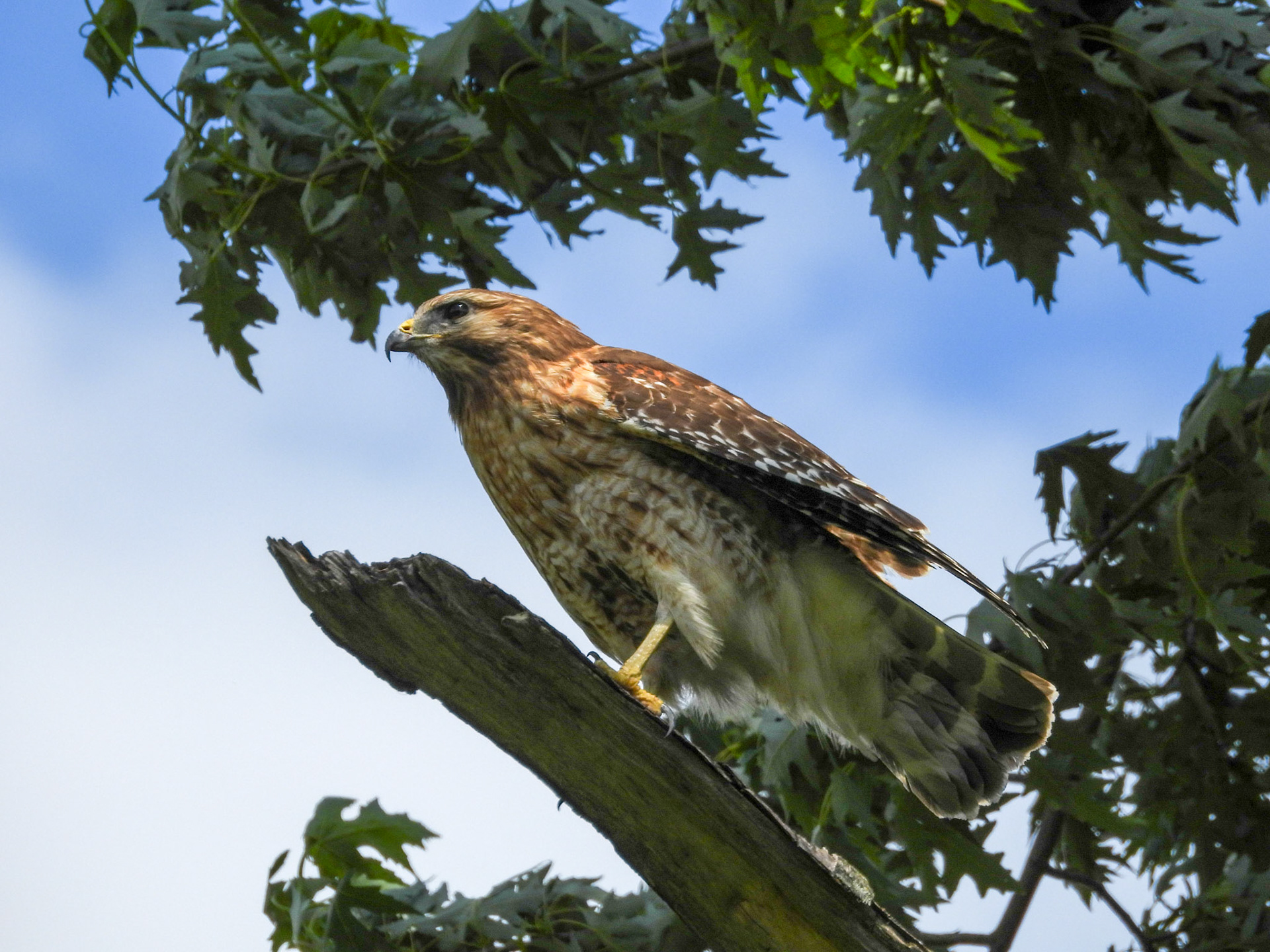 Red Shouldered Hawk