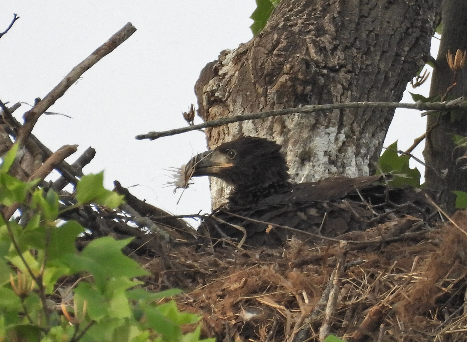 April 17 - Eaglet with a mouthfull of fishbones - no more meat to eat.